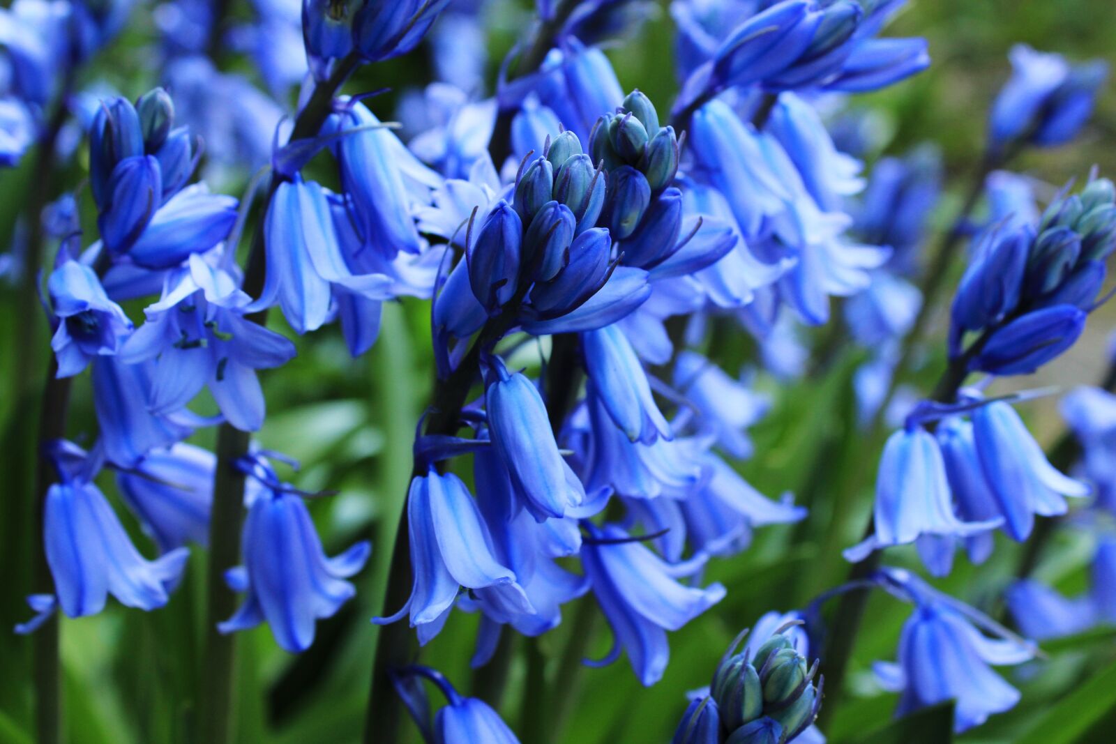 Canon EOS 2000D (EOS Rebel T7 / EOS Kiss X90 / EOS 1500D) sample photo. Flower, bluebell, blue star photography