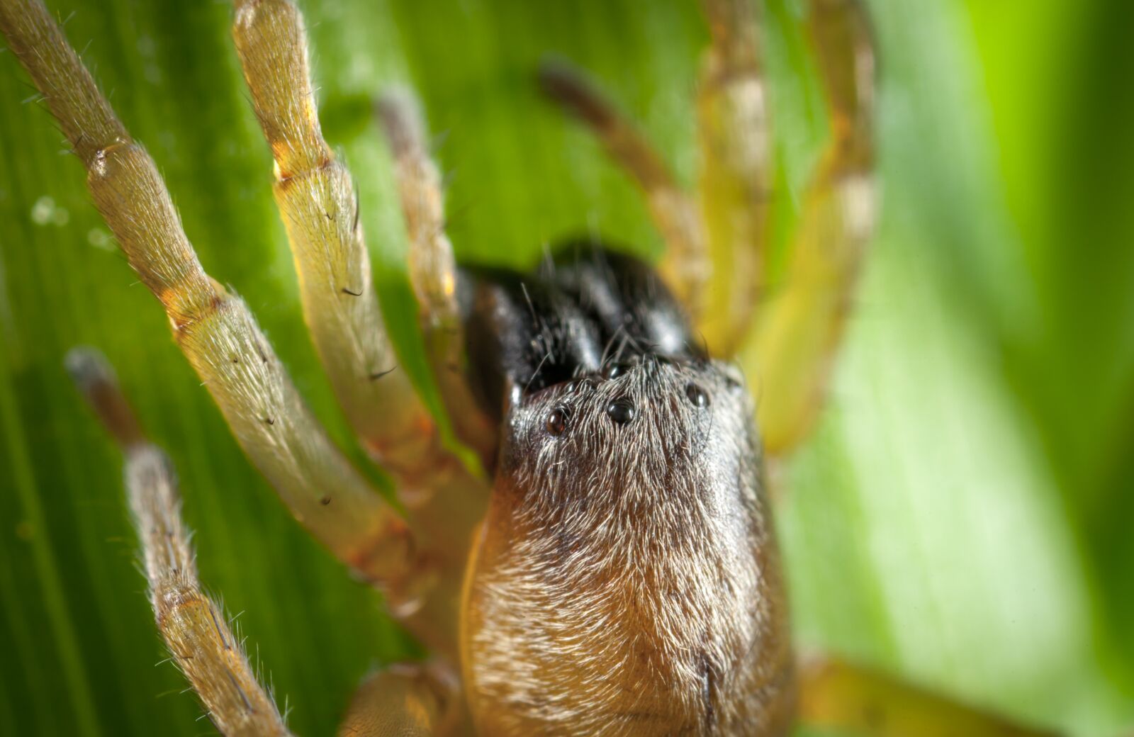 Canon EOS 5D Mark II + Canon MP-E 65mm F2.5 1-5x Macro Photo sample photo. Nature, living nature, animals photography