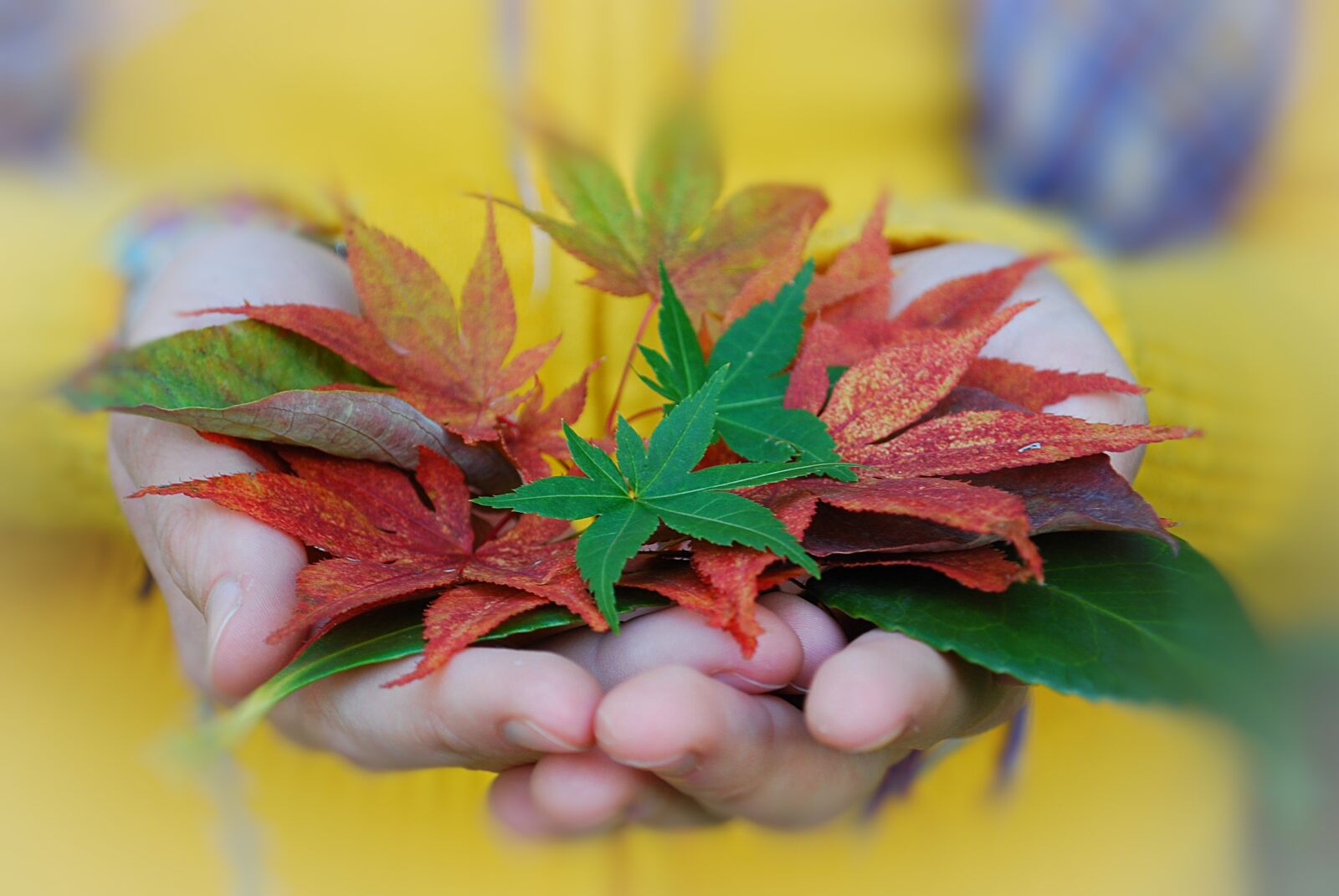 Nikon D60 sample photo. Autumn, leaves, colors photography