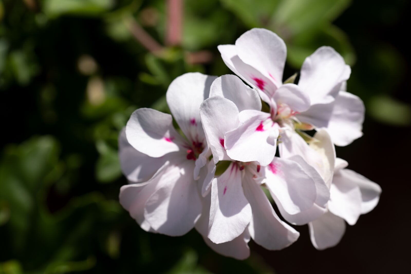 Nikon D750 sample photo. Phlox, flower, blossom photography
