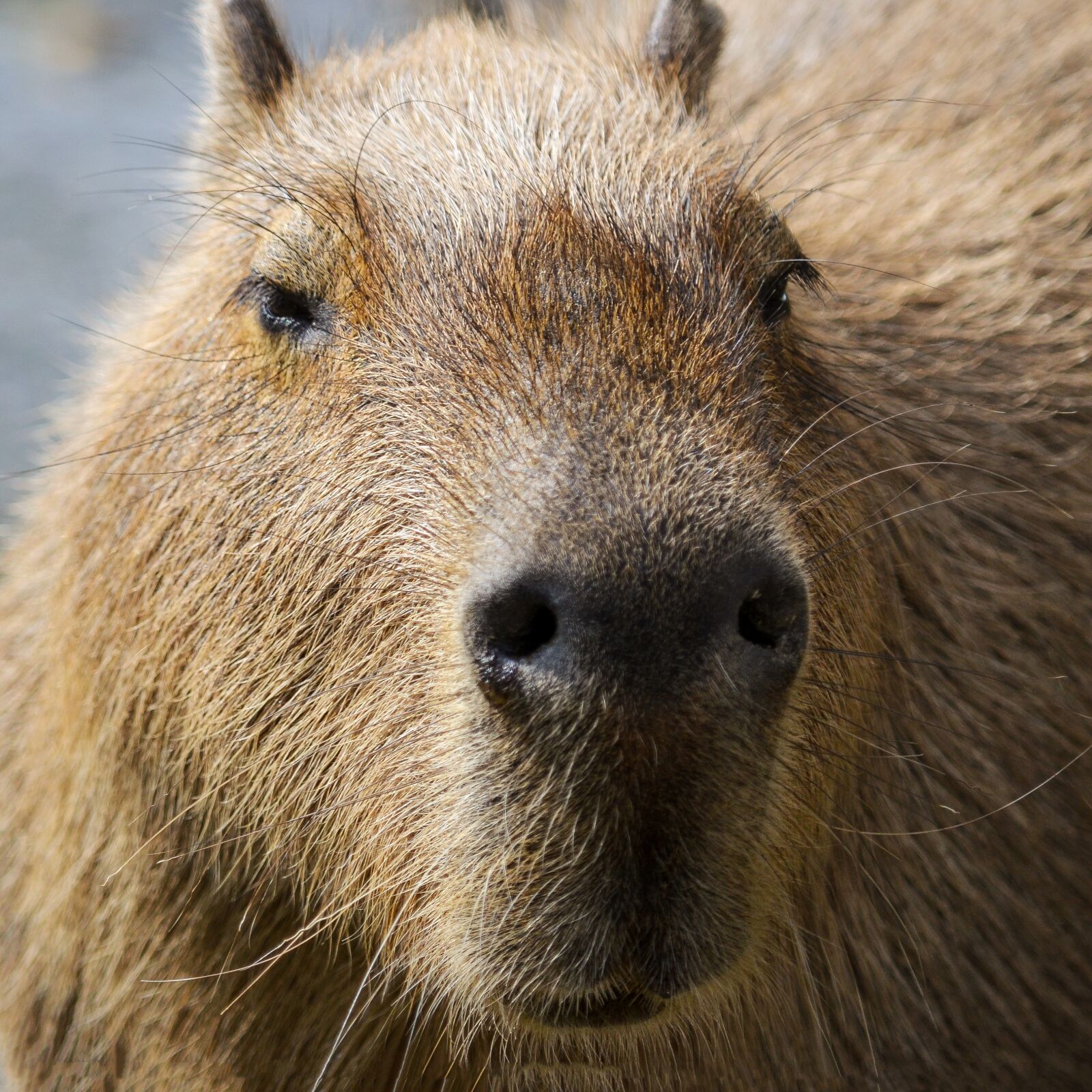 Nikon D5100 sample photo. Capybara, south america, portrait photography