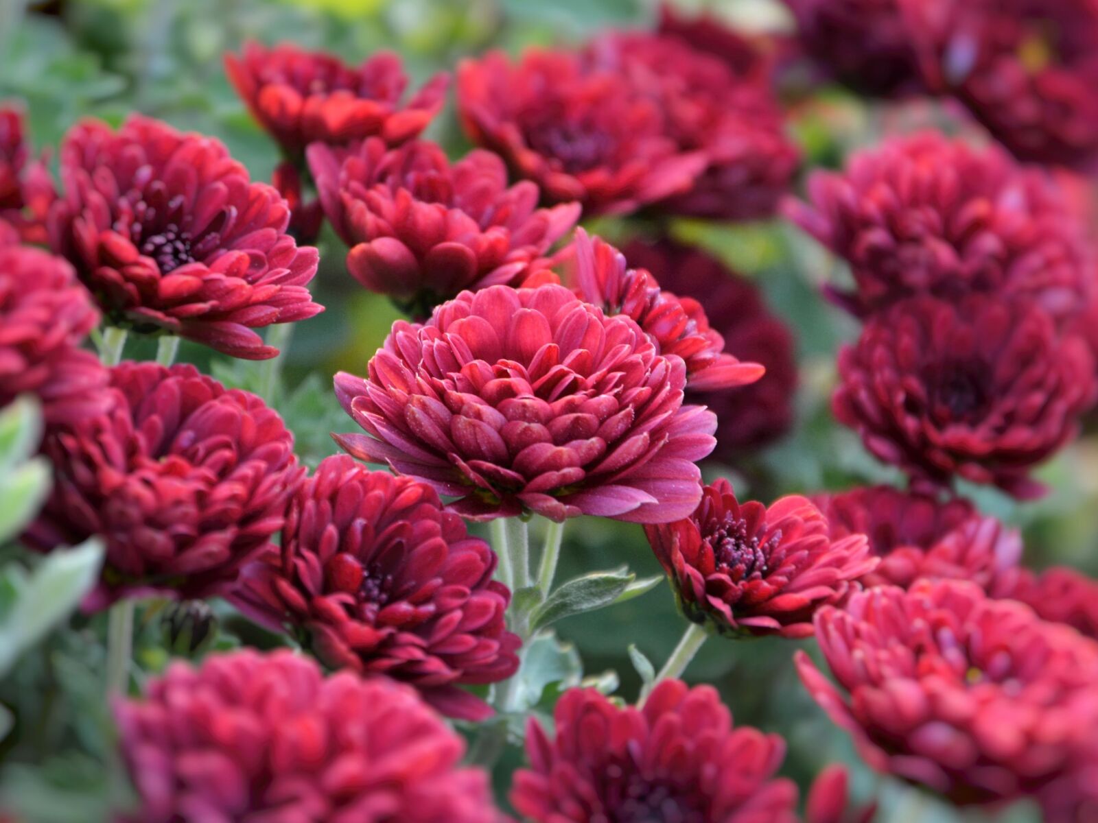 Nikon D7100 sample photo. Flower, chichewa live, vivid photography