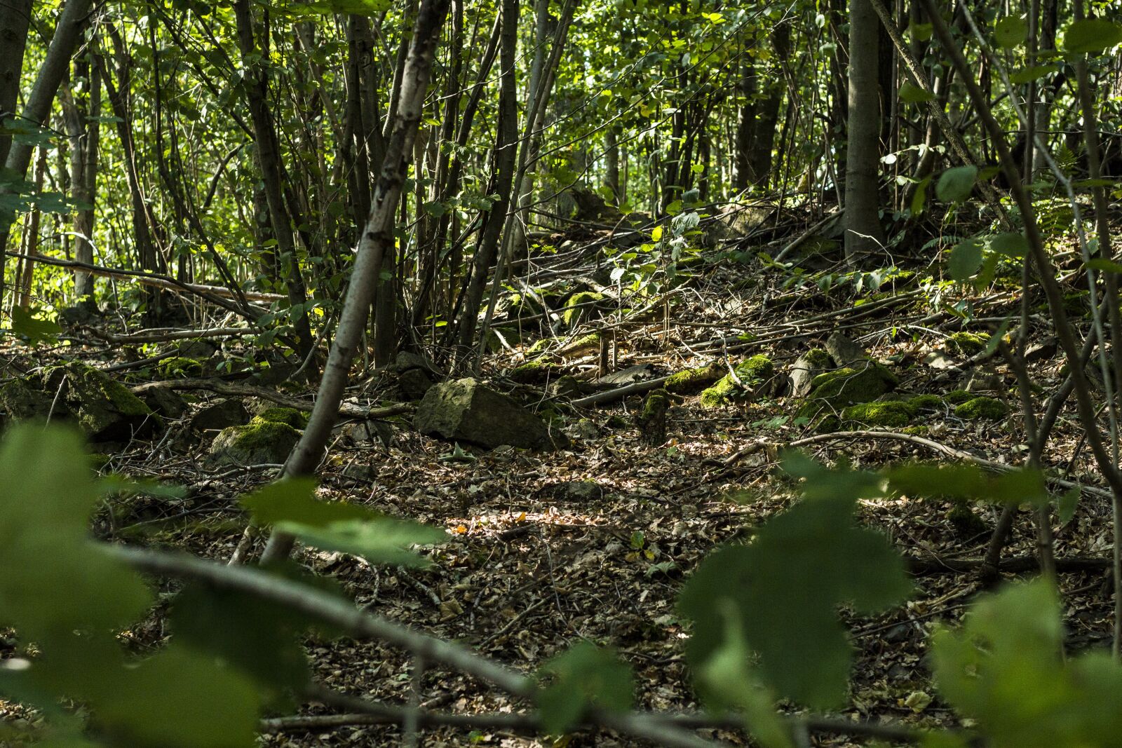 Canon EF 50mm F1.8 STM sample photo. Forest, nature, landscape photography