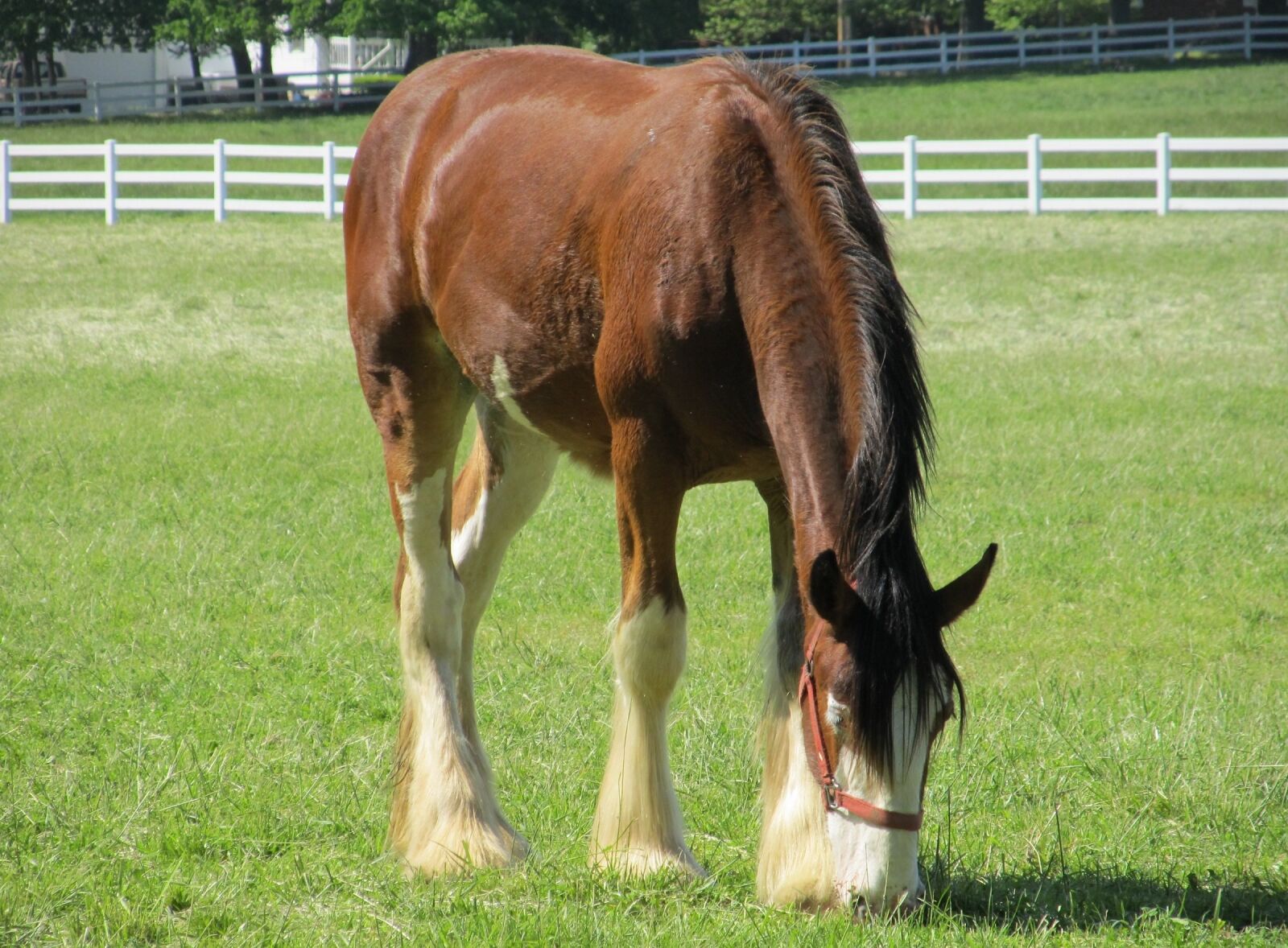 Canon PowerShot SX130 IS sample photo. Clydesdale, horse, yearling photography