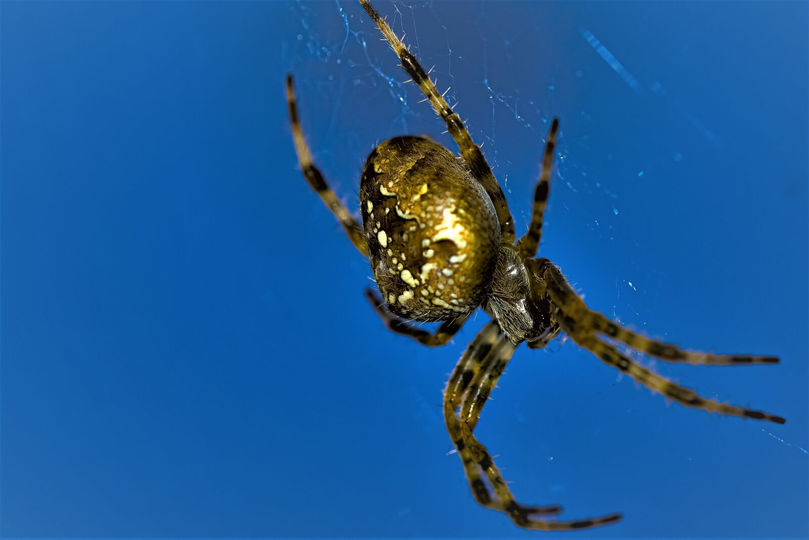 Nikon D750 sample photo. Araneus, gold shimmer, garden photography