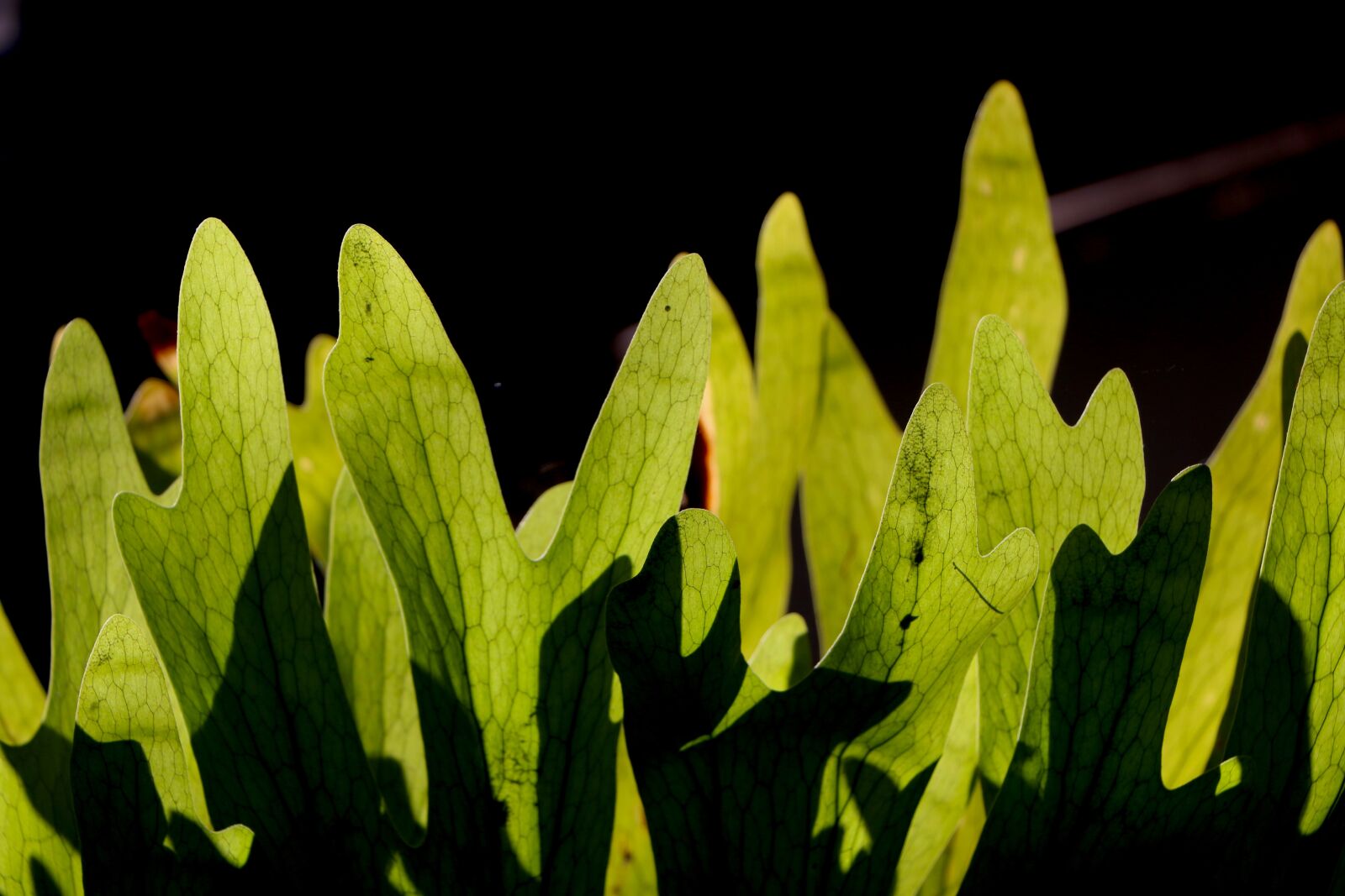 Canon EOS 70D sample photo. Leaf, nature, glow photography