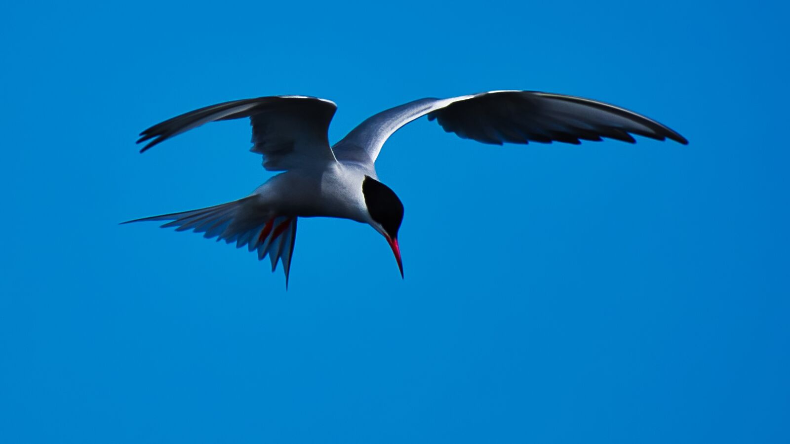 Nikon D3400 sample photo. Bird, common tern, flying photography