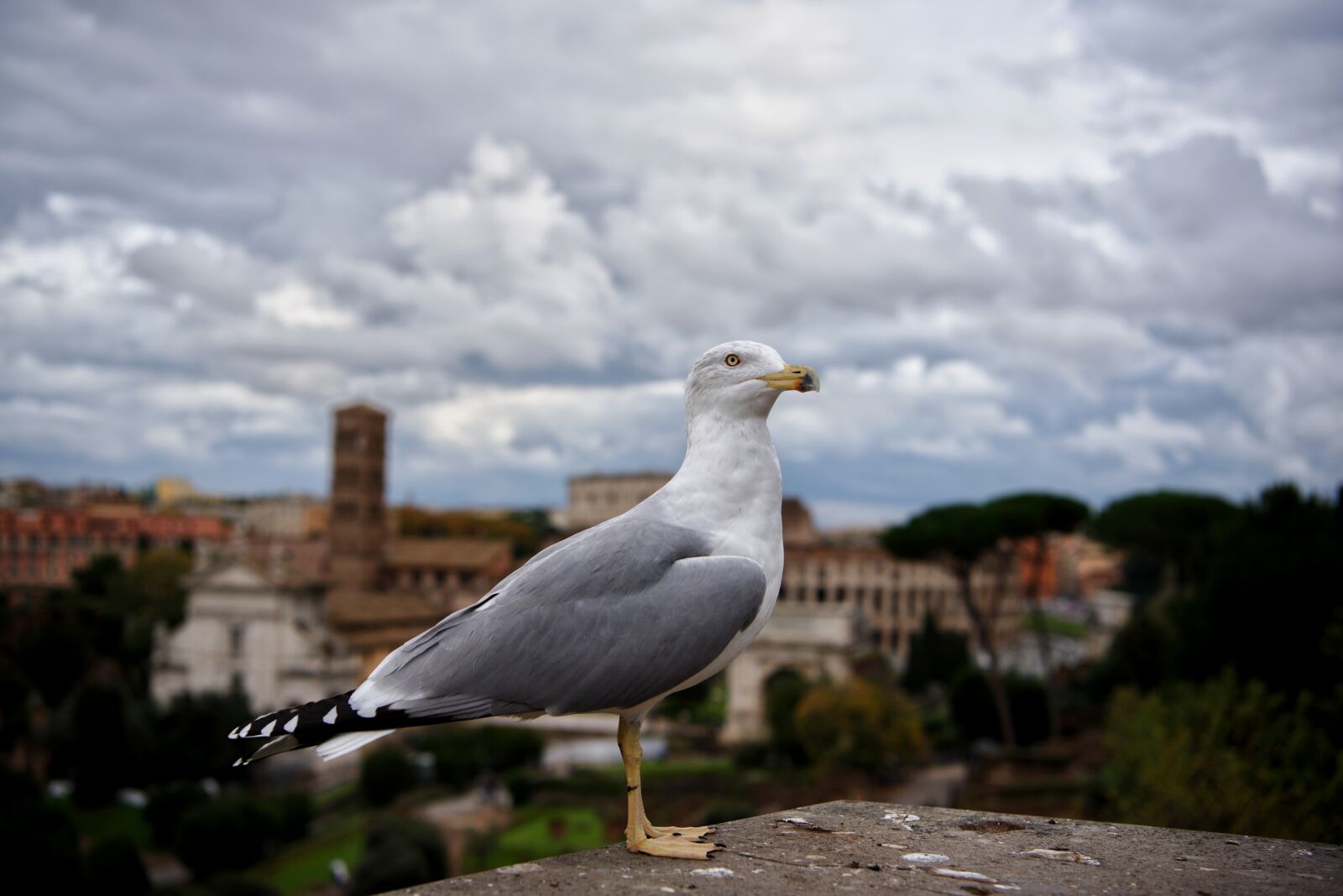 Nikon D750 sample photo. Bird, scenery, travel photography