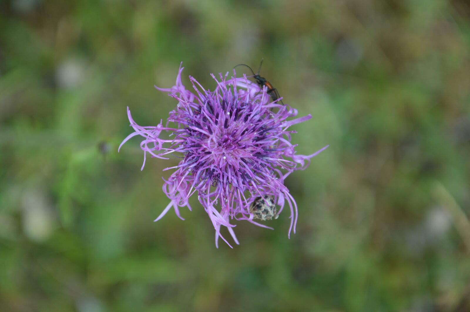 Nikon D3200 sample photo. Flower, insect, nature photography