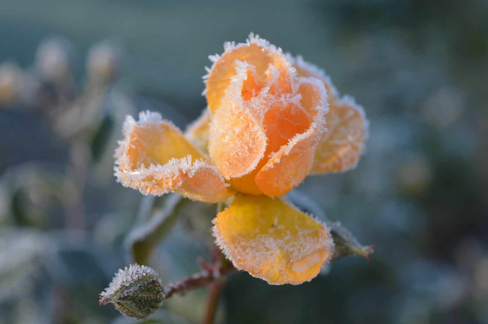 Nikon D3200 sample photo. Rose, blossom, bloom photography