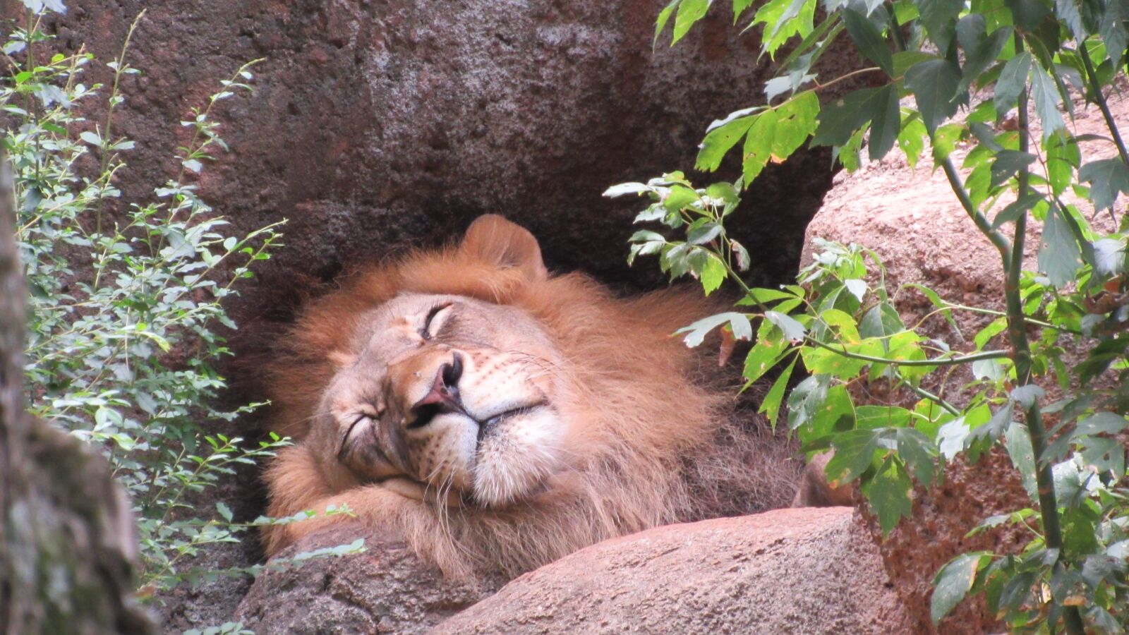 Canon PowerShot SX530 HS sample photo. Lion, sleeping lion, cat photography