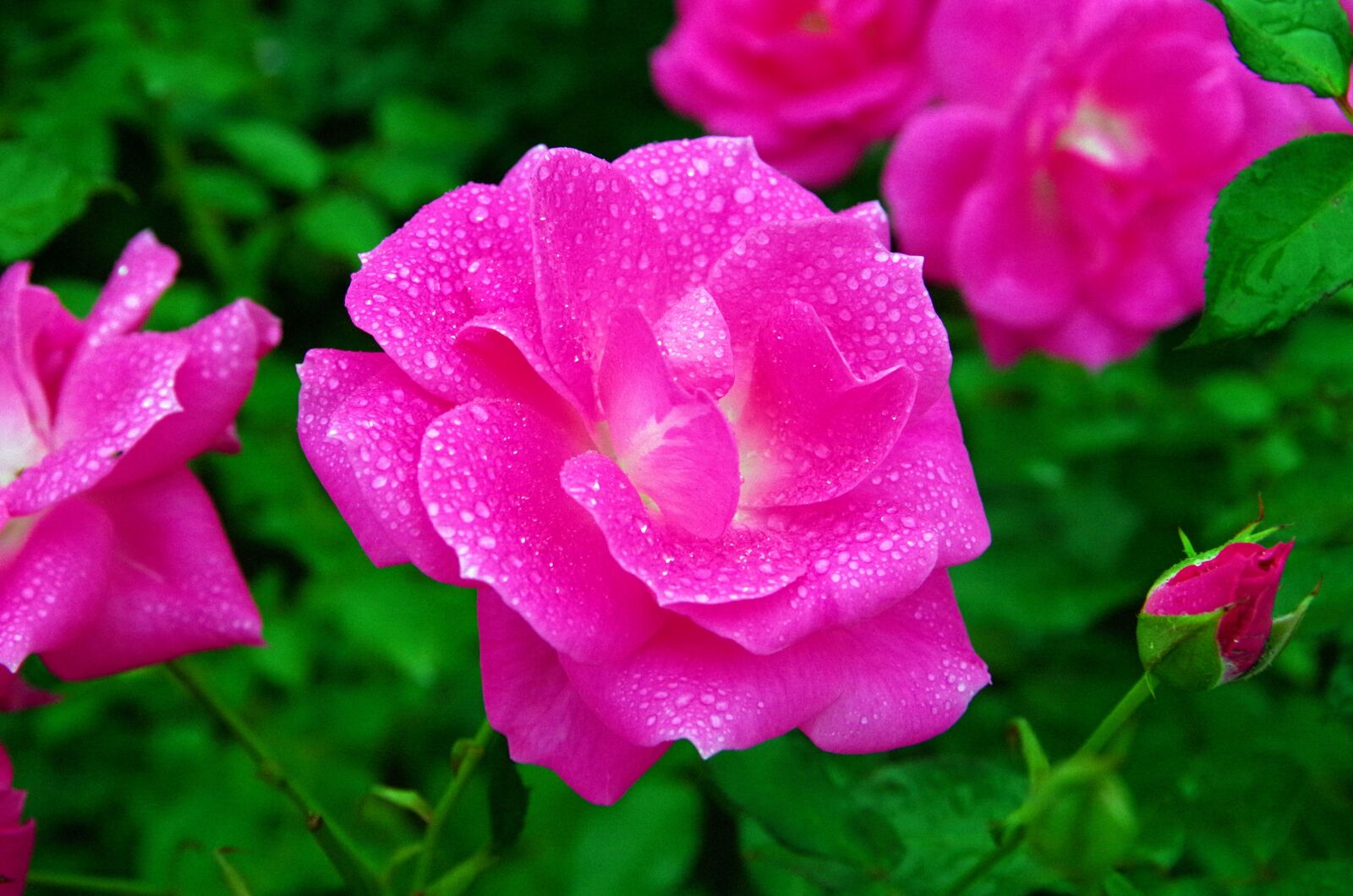 Pentax K-30 sample photo. Rose, flowers, plant photography