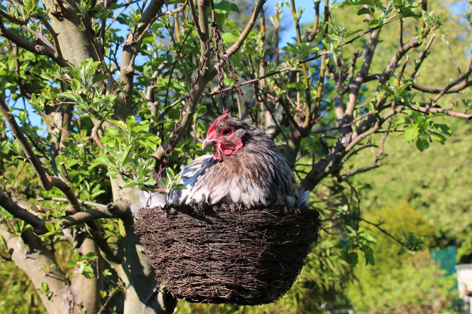 Canon EOS 700D (EOS Rebel T5i / EOS Kiss X7i) sample photo. Chicken, hen, animal photography