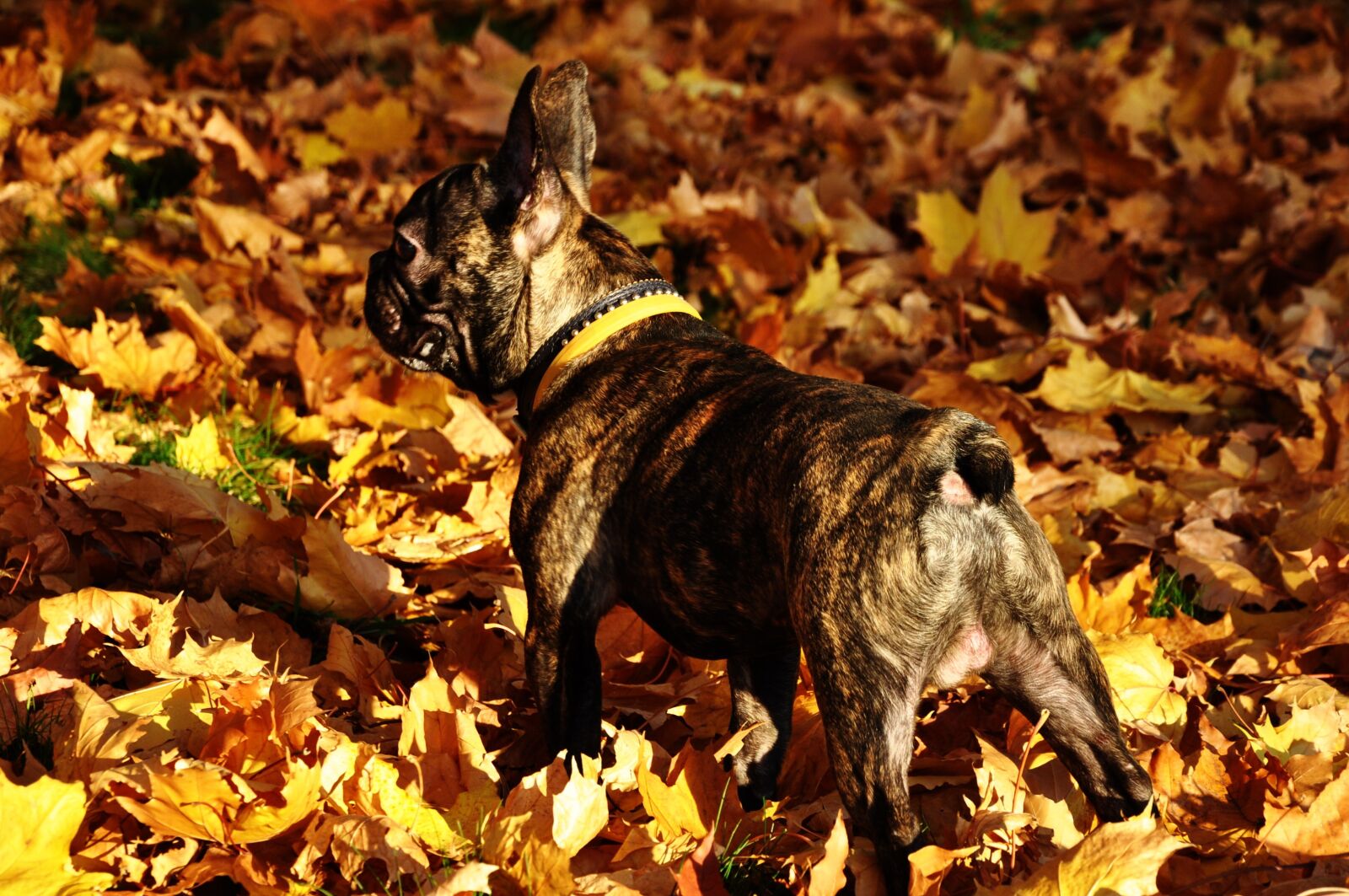 Nikon D90 sample photo. Autumn, dog, french bulldog photography