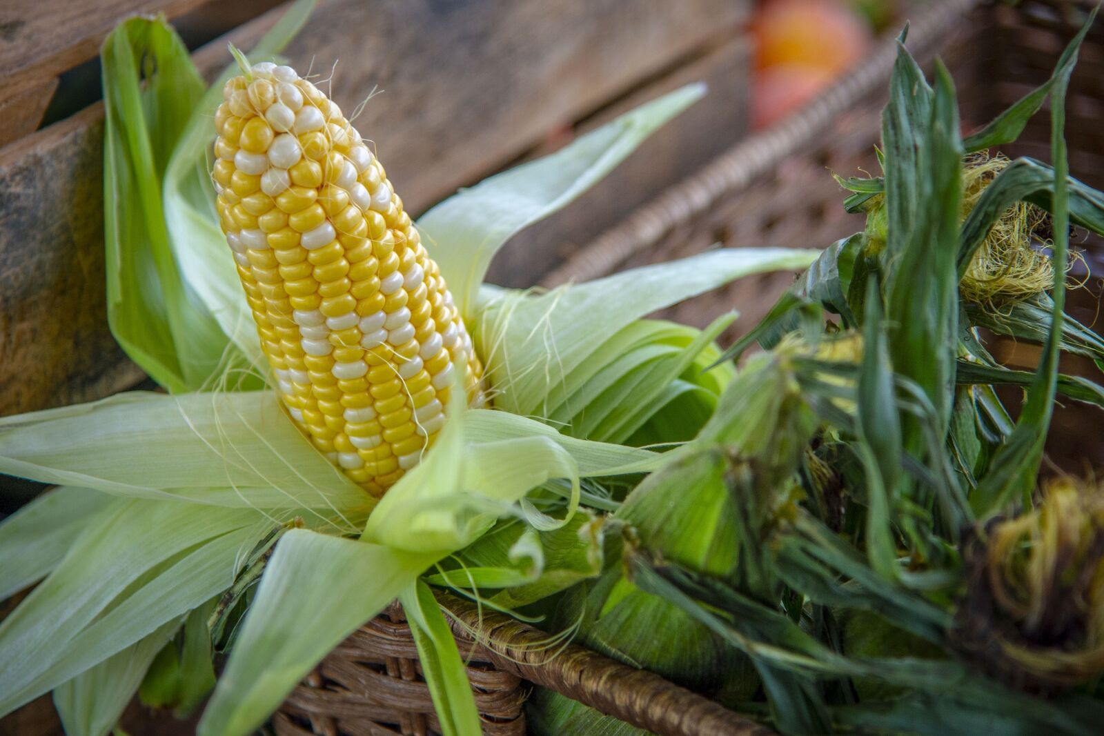 Nikon D4 sample photo. Corn, ear, agriculture photography