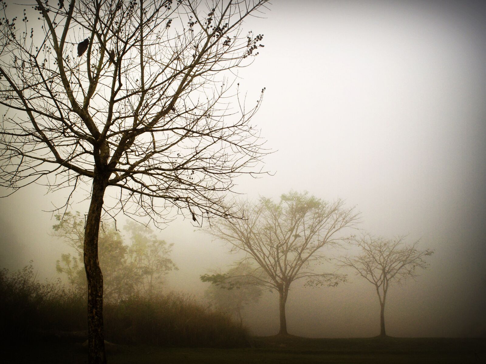 Olympus E-300 (EVOLT E-300) sample photo. Branches, clouds, colors, countryside photography