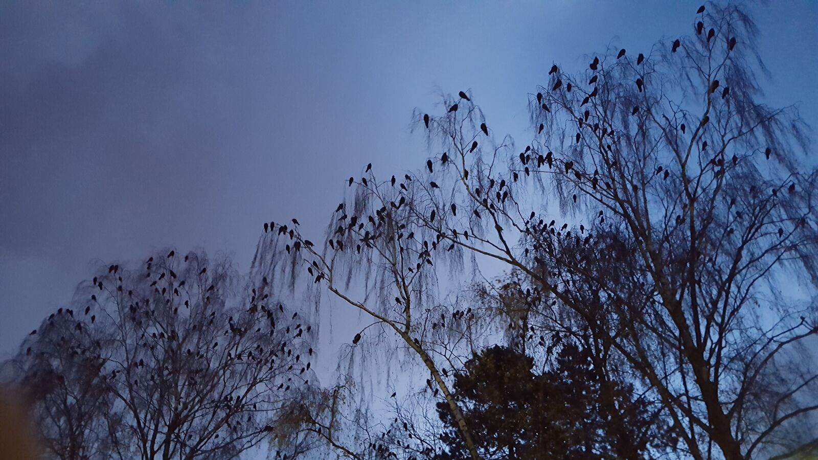 Samsung GALAXY S6 edge sample photo. Bird, clouds, darkness, tree photography