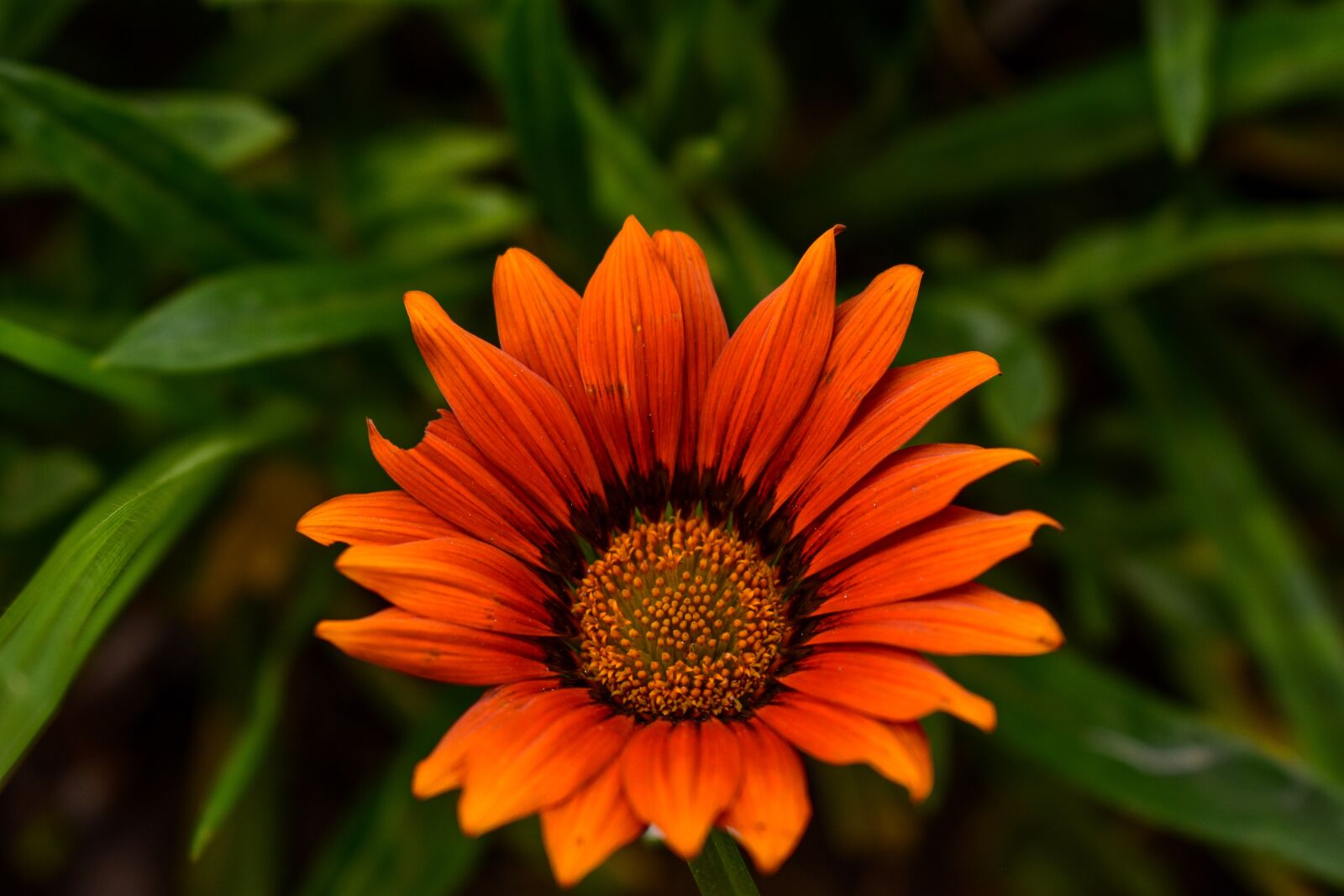 Nikon D3400 sample photo. Beautiful flower, spring, bello photography