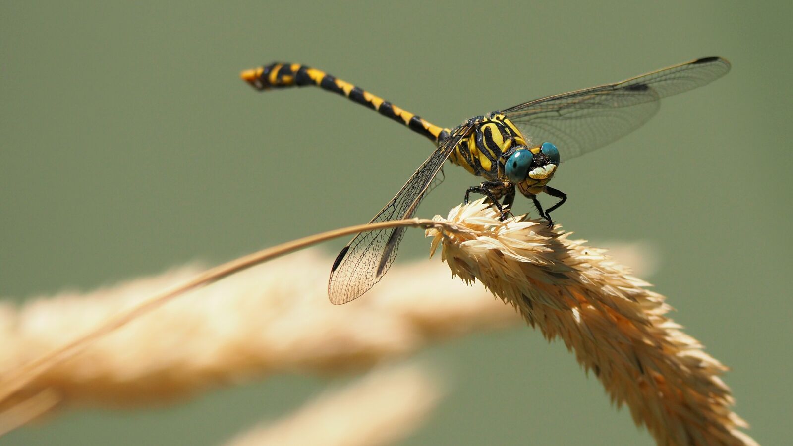 Olympus OM-D E-M10 II sample photo. Nature, insects, dragonfly photography