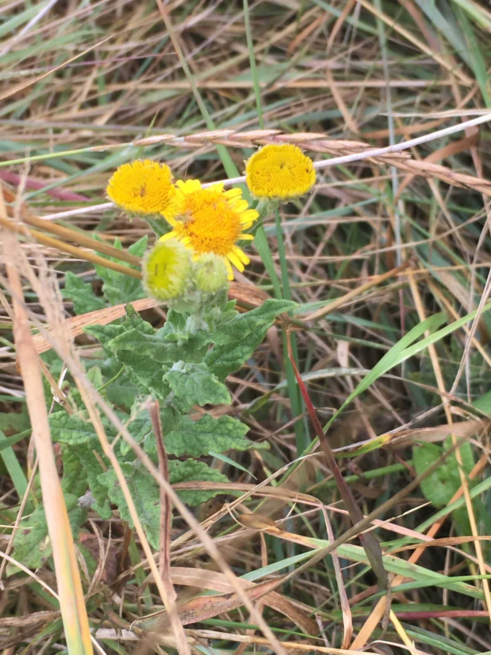 iPhone SE back camera 4.15mm f/2.2 sample photo. Flower, yellow, calvados photography