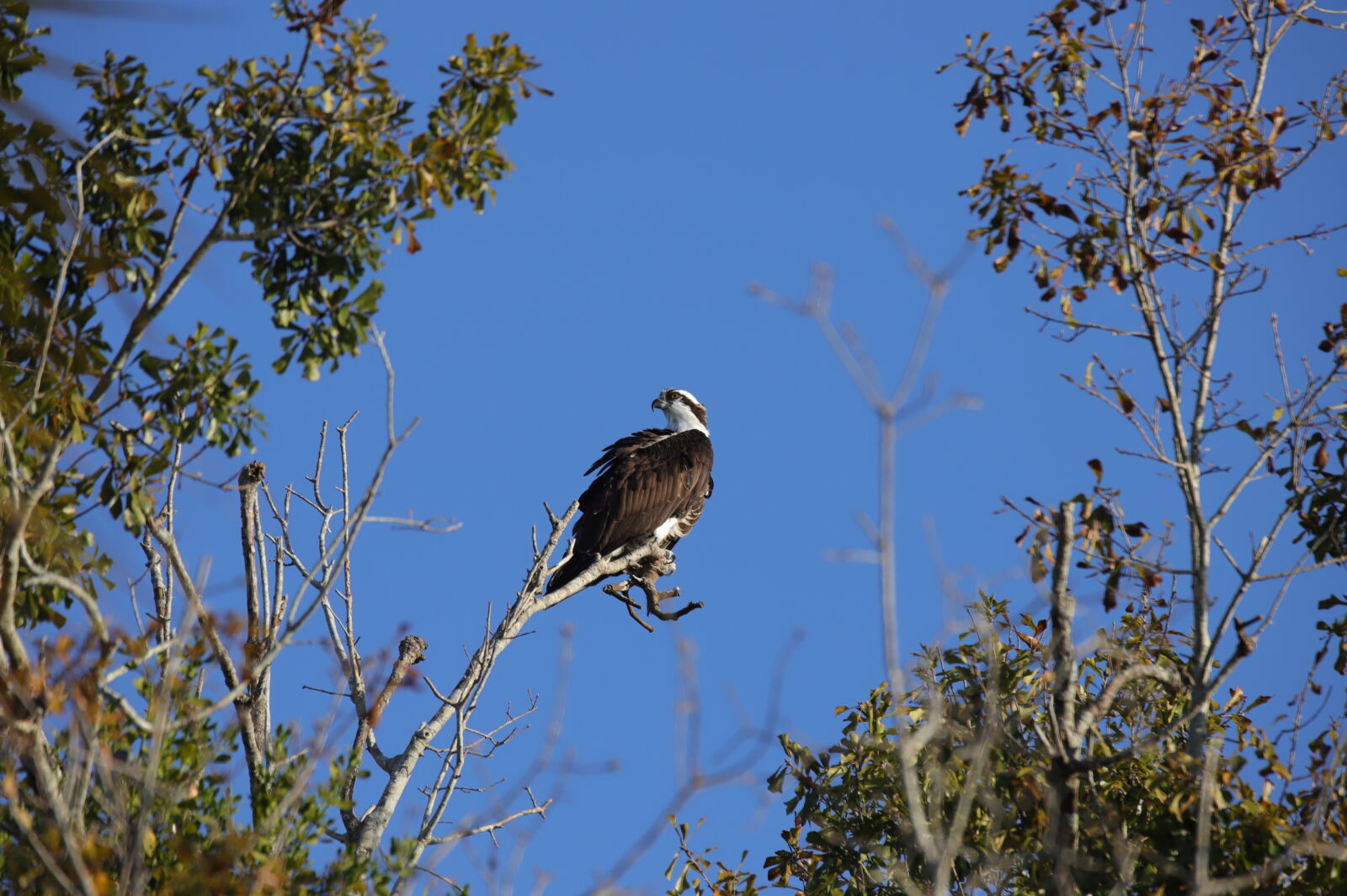 Canon EOS 6D Mark II sample photo