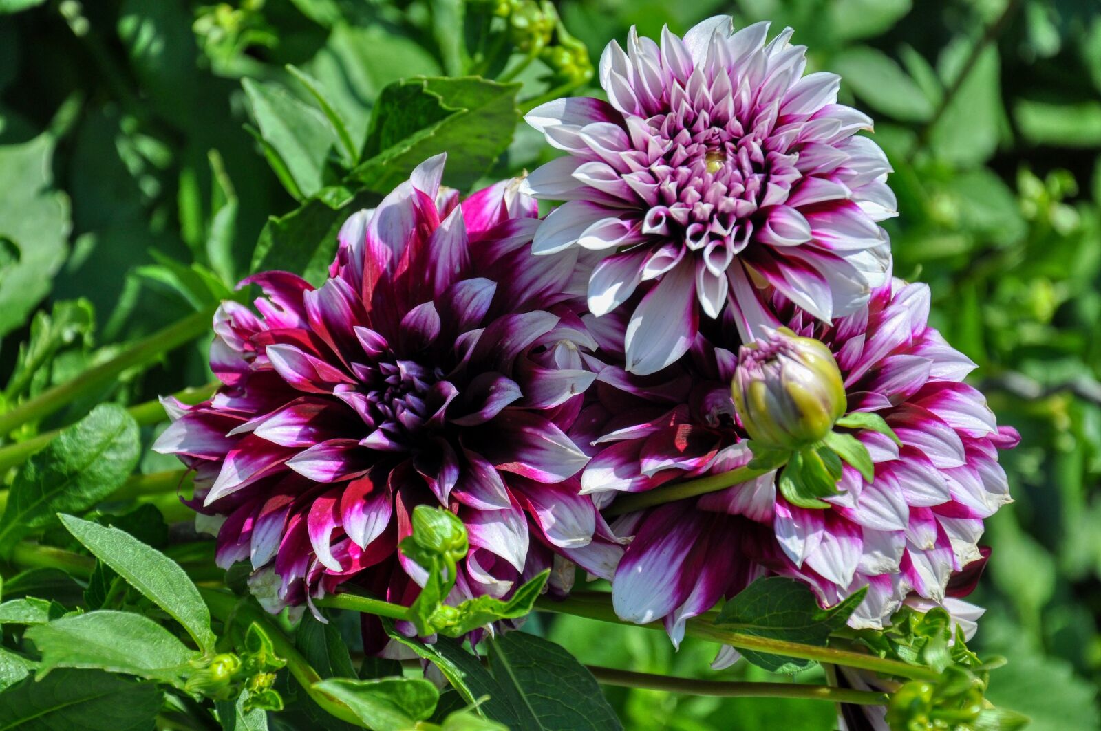Nikon D5000 sample photo. Filled dahlias, dahlia, blossom photography