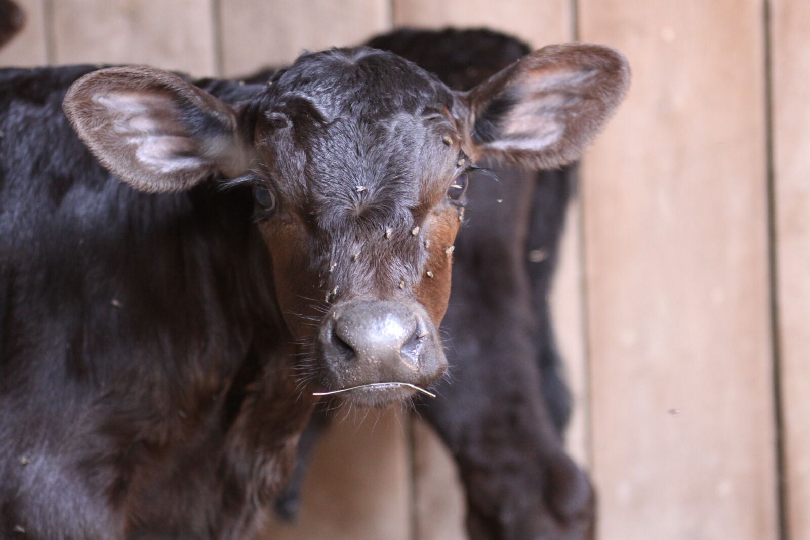 Canon EOS 50D sample photo. Calf, angus, farm photography