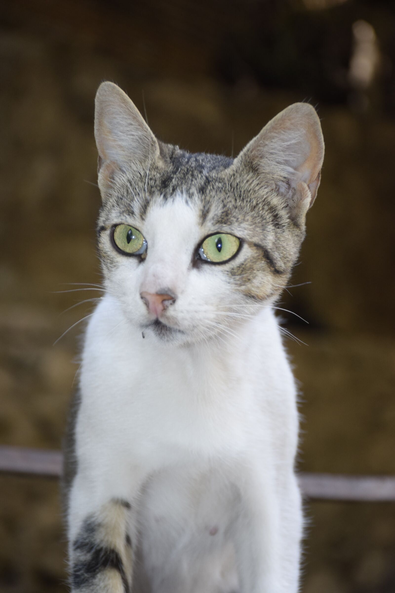 Nikon D5300 sample photo. Cat, street, mammal photography