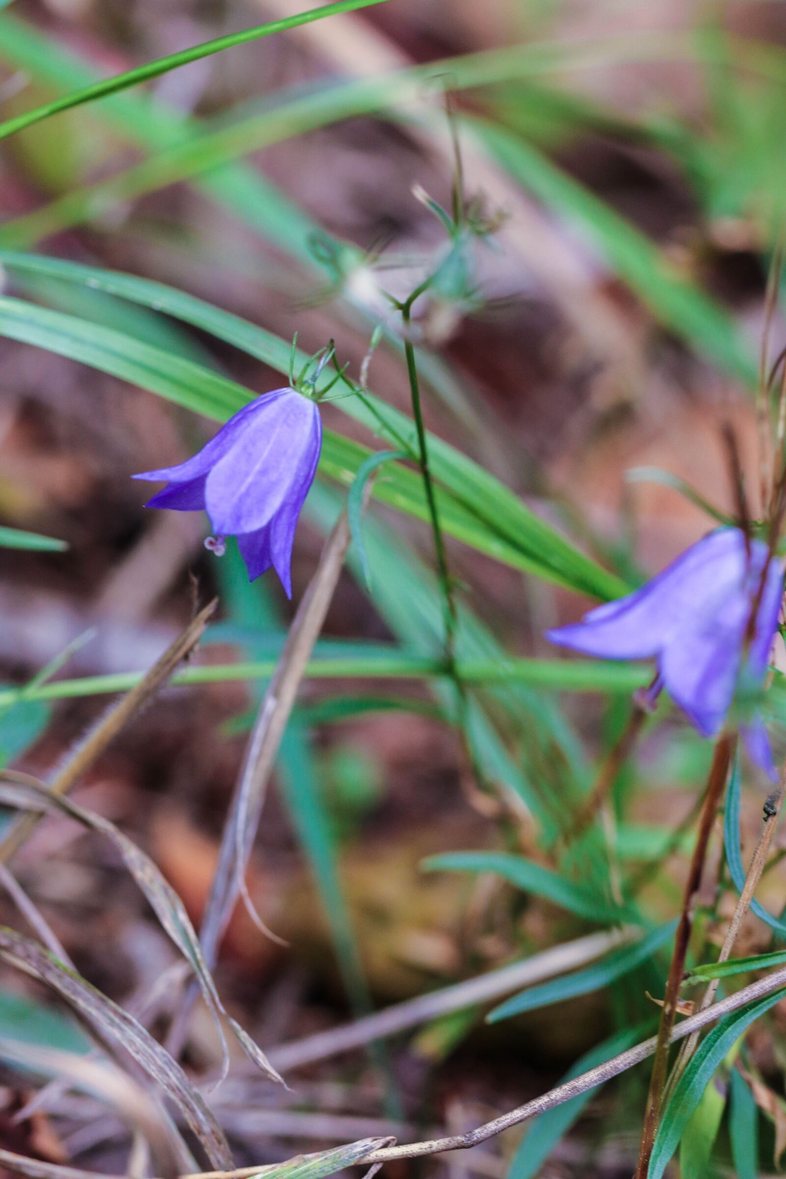 Canon EOS 7D Mark II sample photo. Bluebell, bellflower, wildflower photography