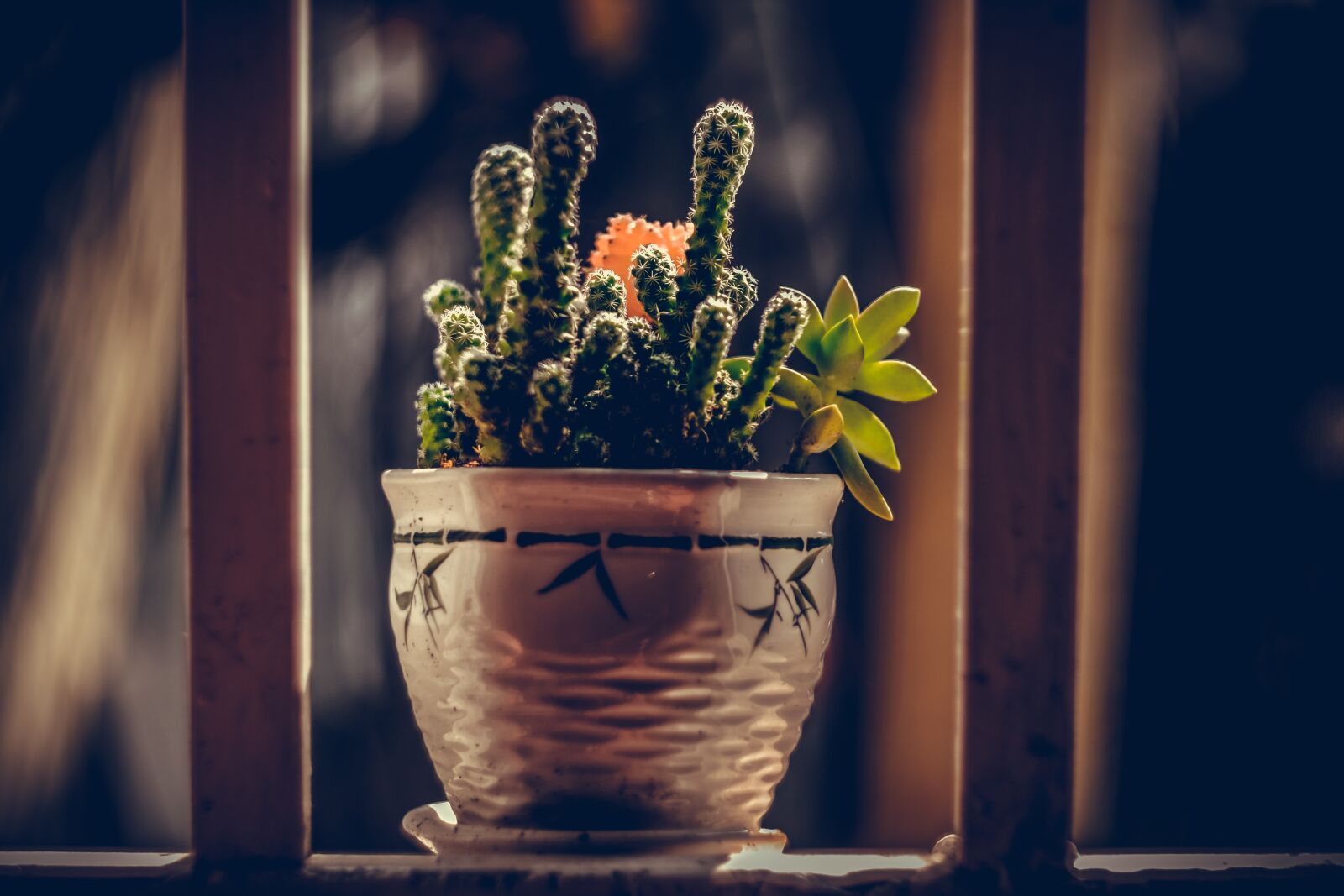 Fujifilm X-T20 sample photo. Nature, cactus, plant photography