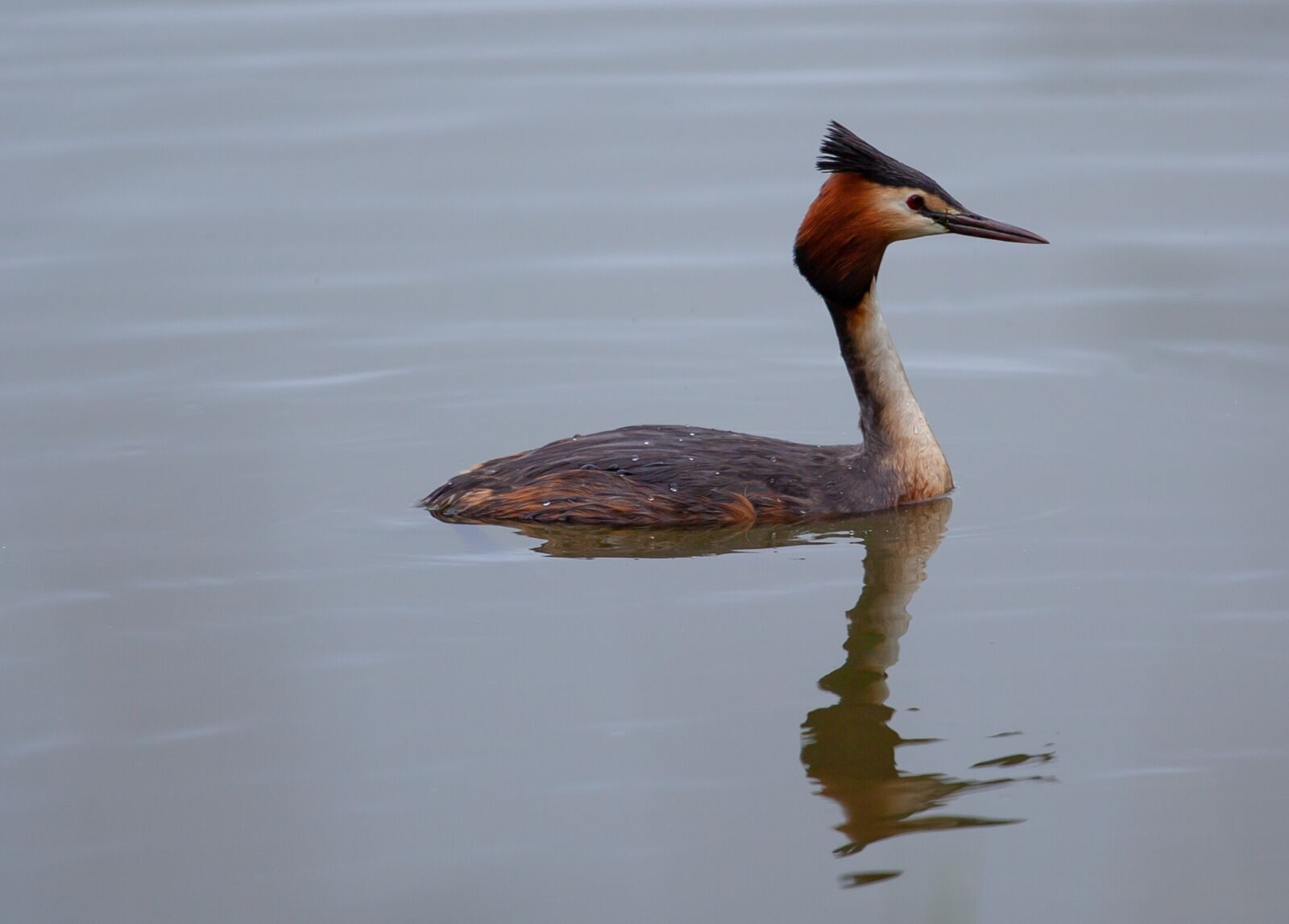 Canon EOS 5D Mark II sample photo. Great crested grebe, grebe photography