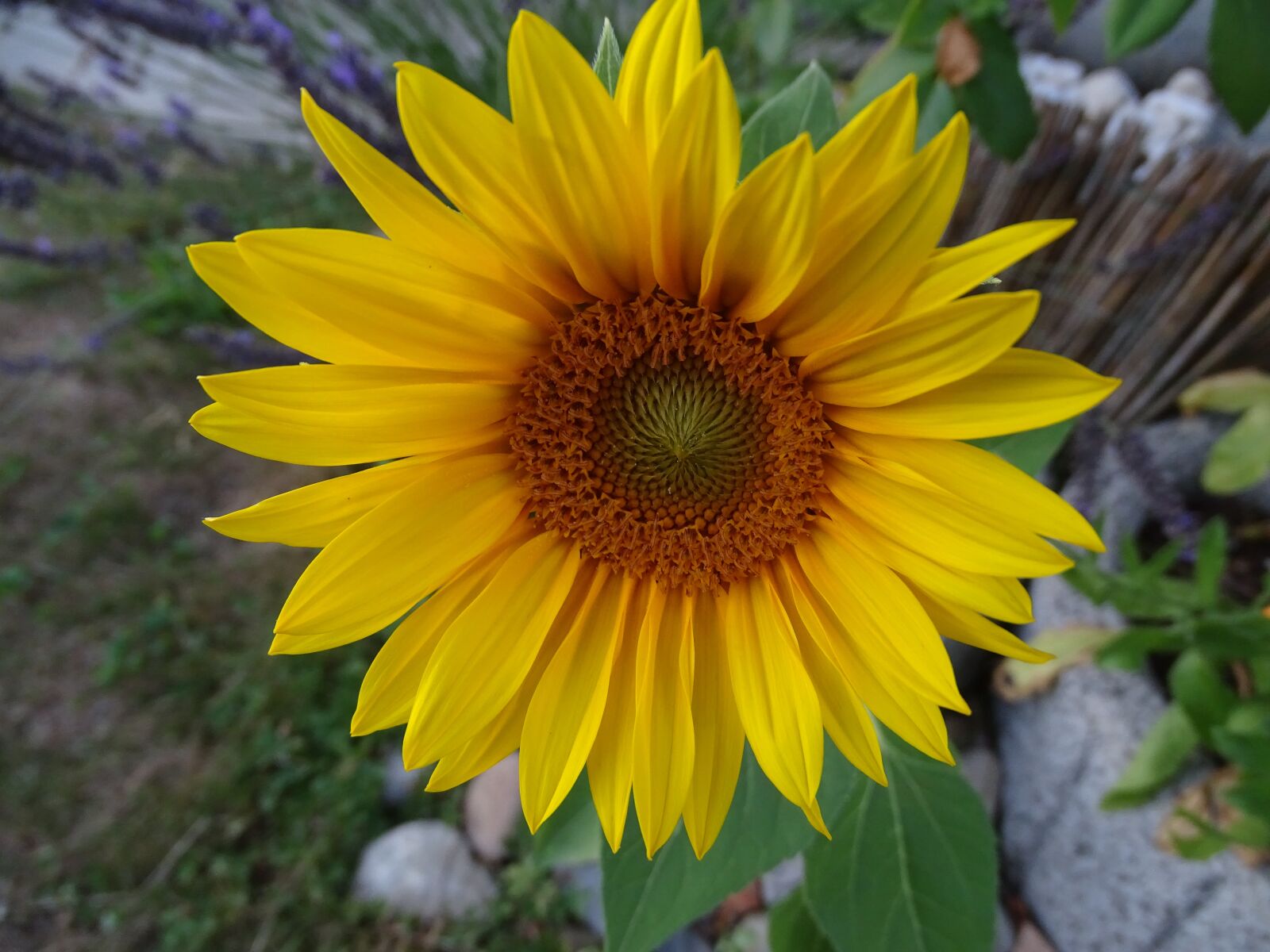 Sony Cyber-shot DSC-HX400V sample photo. Sunflower, nature, plant photography
