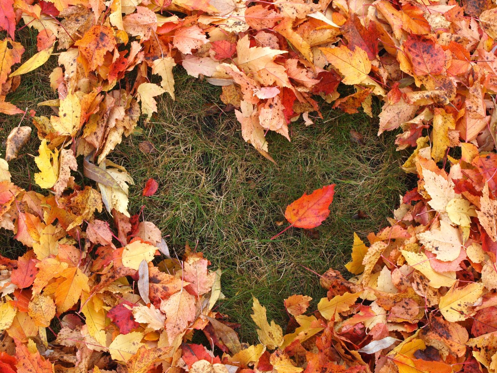 Olympus E-520 (EVOLT E-520) sample photo. Autumn, love, heart photography