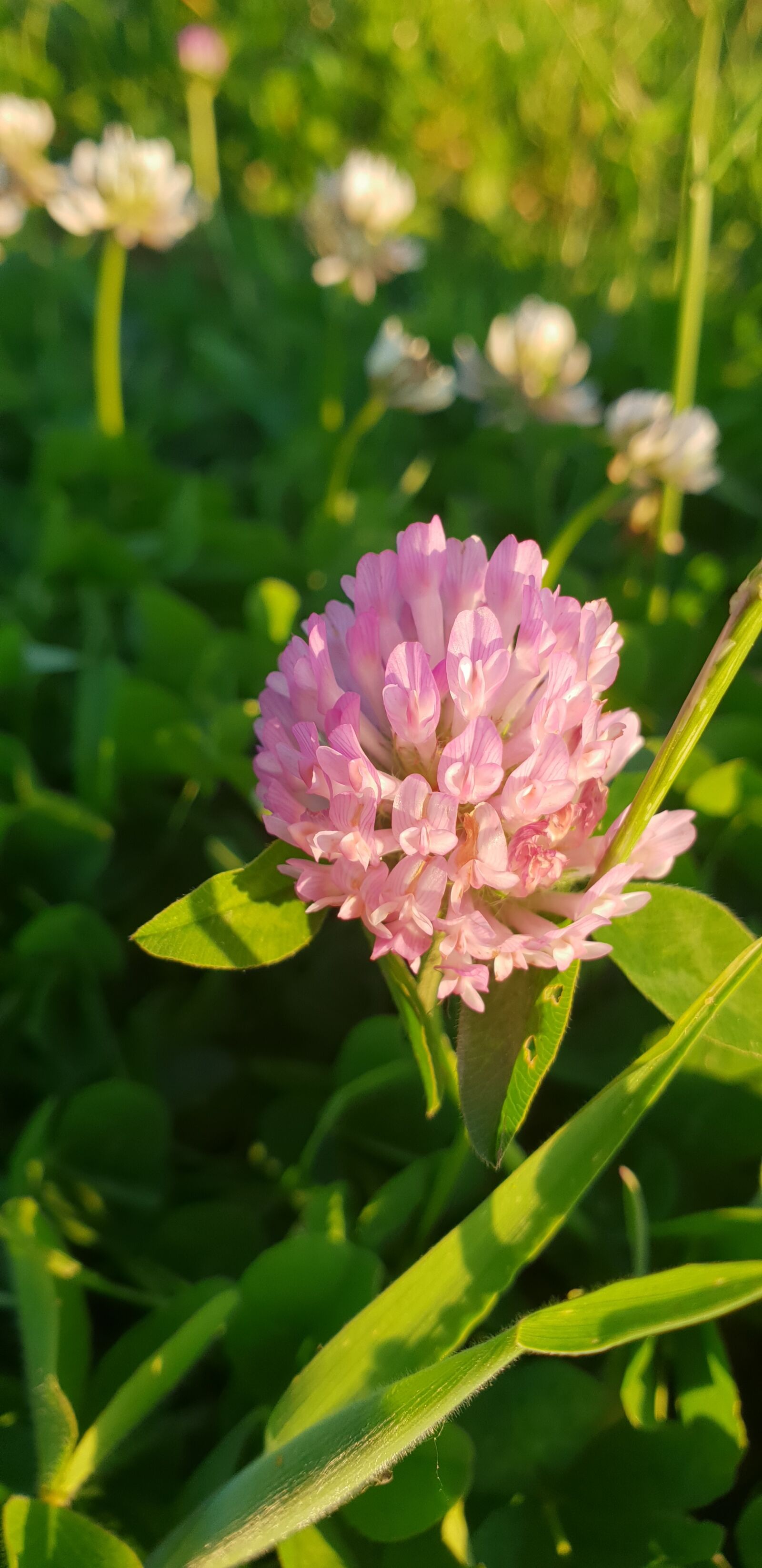 Samsung Galaxy S9+ sample photo. Close up, grass, flowers photography