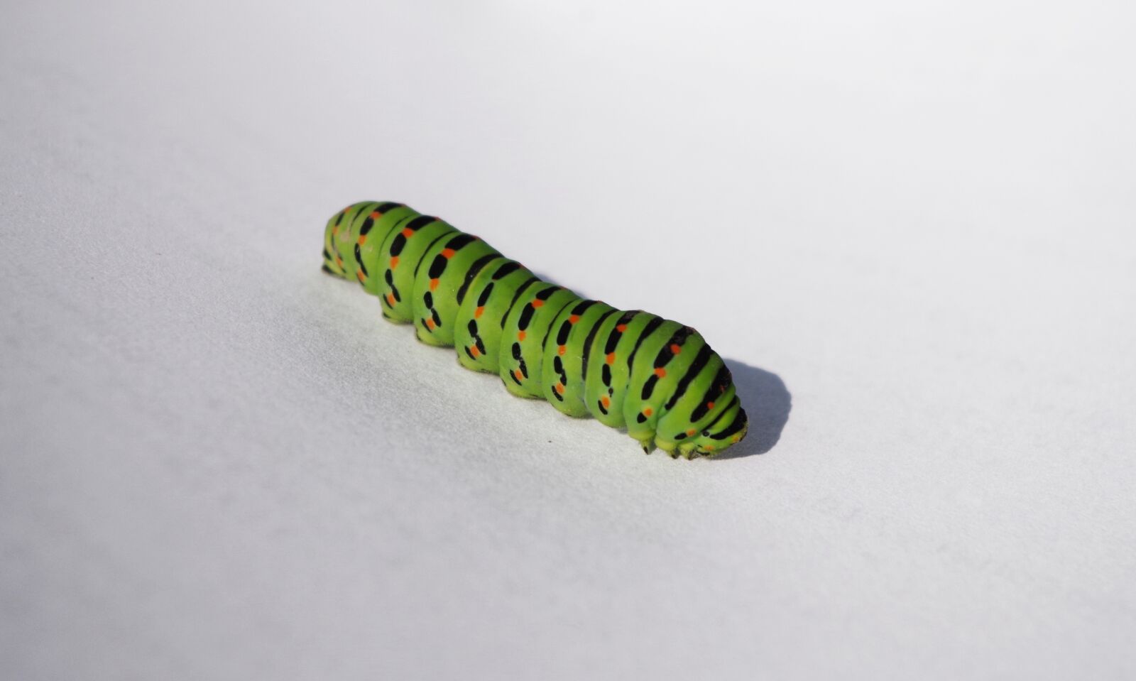 Pentax K-500 sample photo. Caterpillar, green, butterfly photography