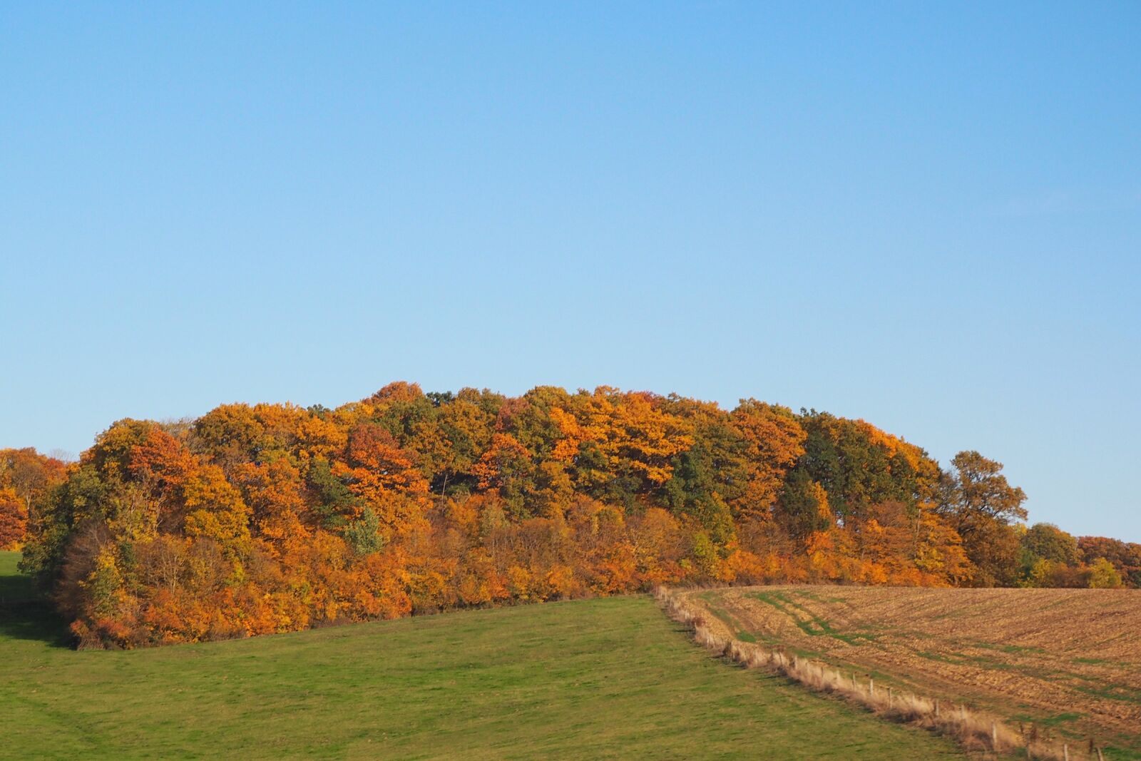 Olympus OM-D E-M10 sample photo. Deciduous forest, indian summer photography
