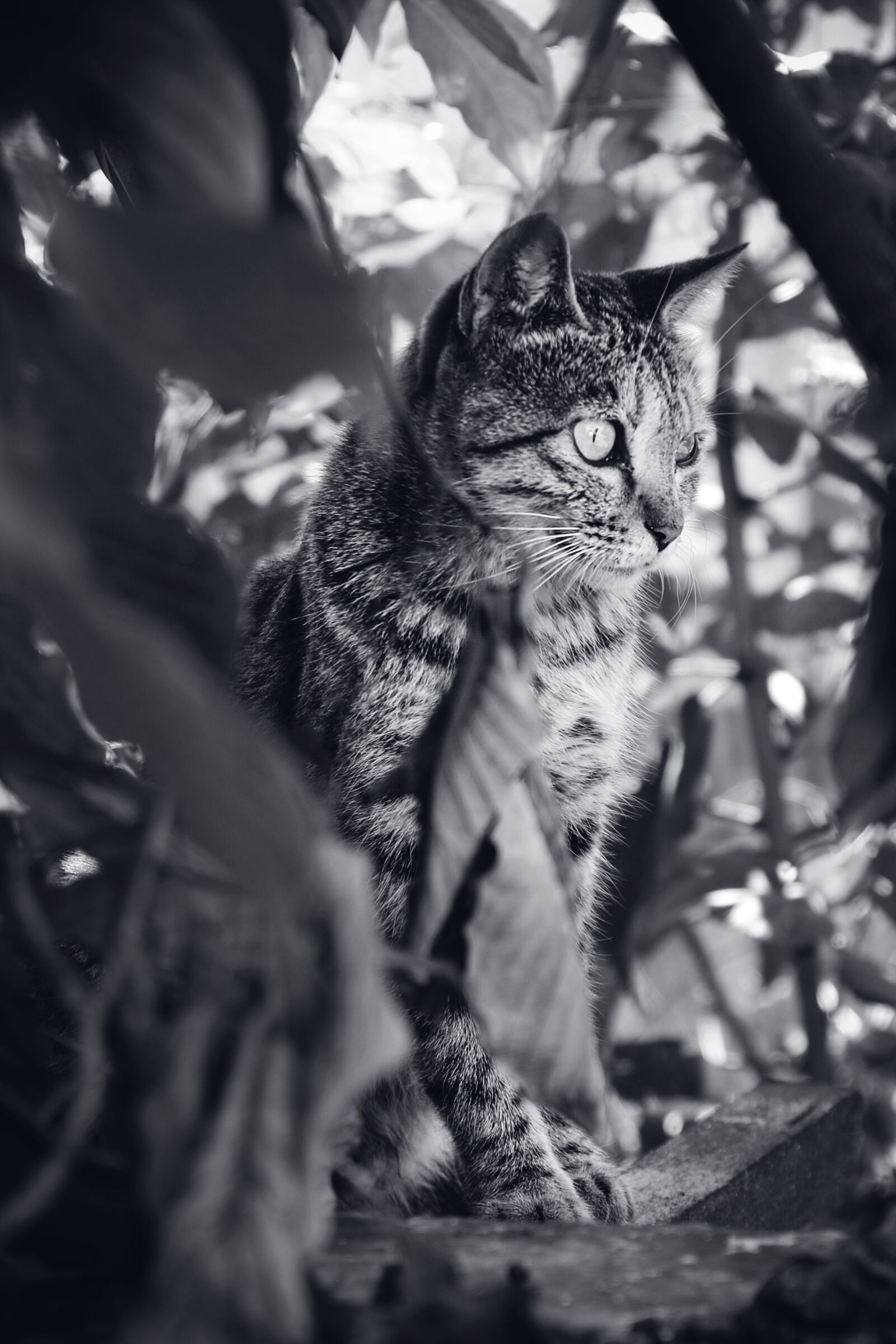 Canon EOS 70D sample photo. Animal, cat, kitten photography