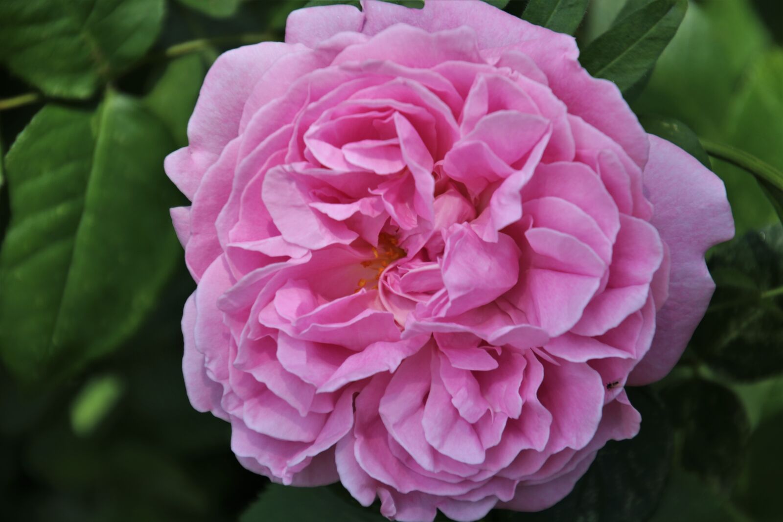 Canon EOS 80D sample photo. Rose, roses, floribunda photography