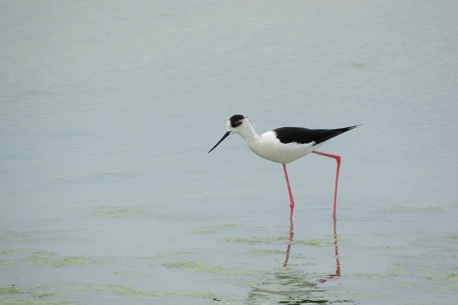 Nikon Coolpix P610 sample photo. Pisila stilt, himantopus himantopus photography