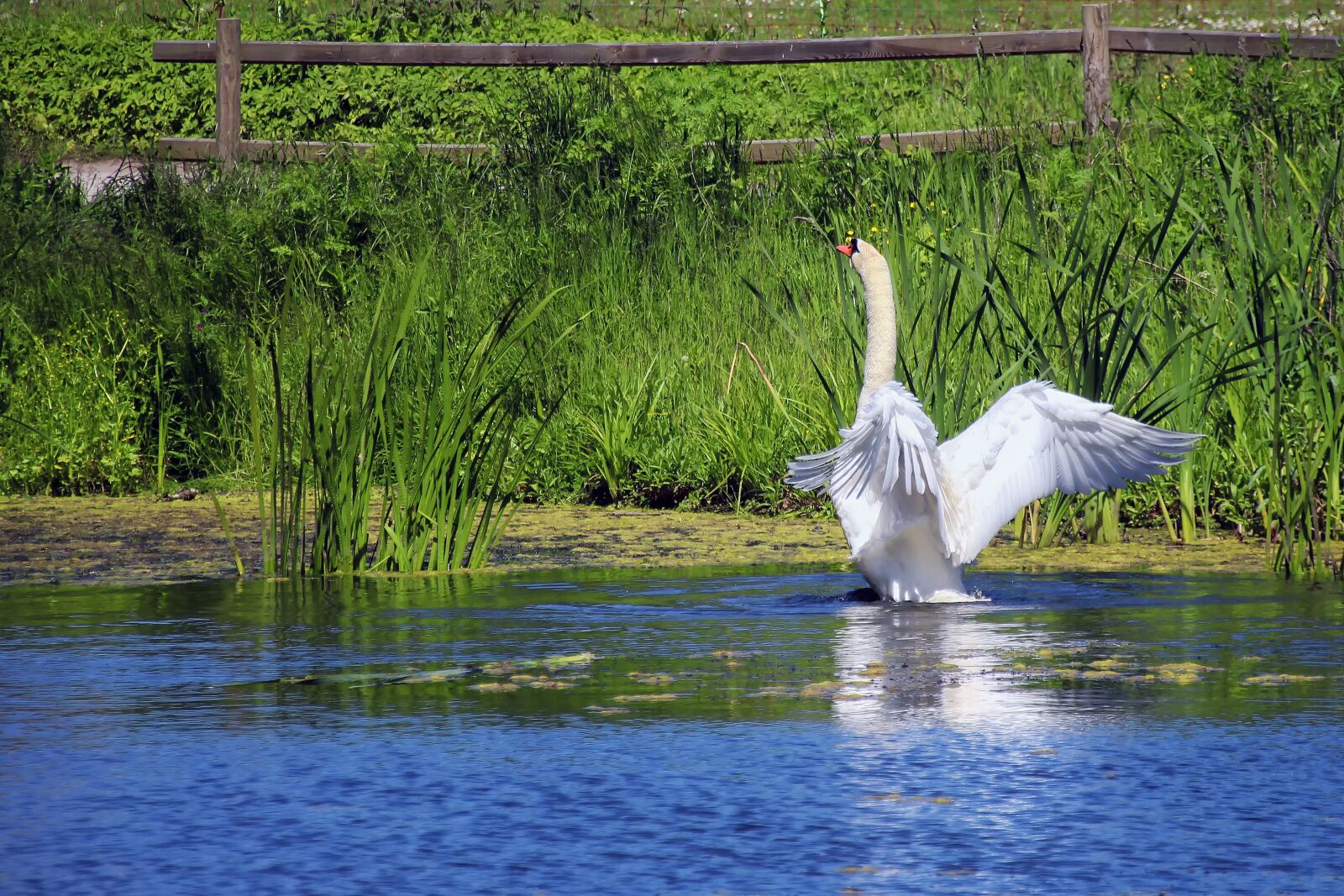 Canon EOS 700D (EOS Rebel T5i / EOS Kiss X7i) sample photo. Swan, pond, white photography