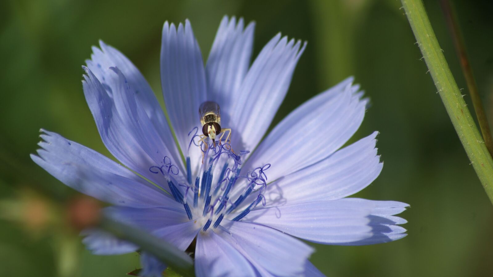 Sony Alpha DSLR-A200 sample photo. Blossom, bloom, insect photography
