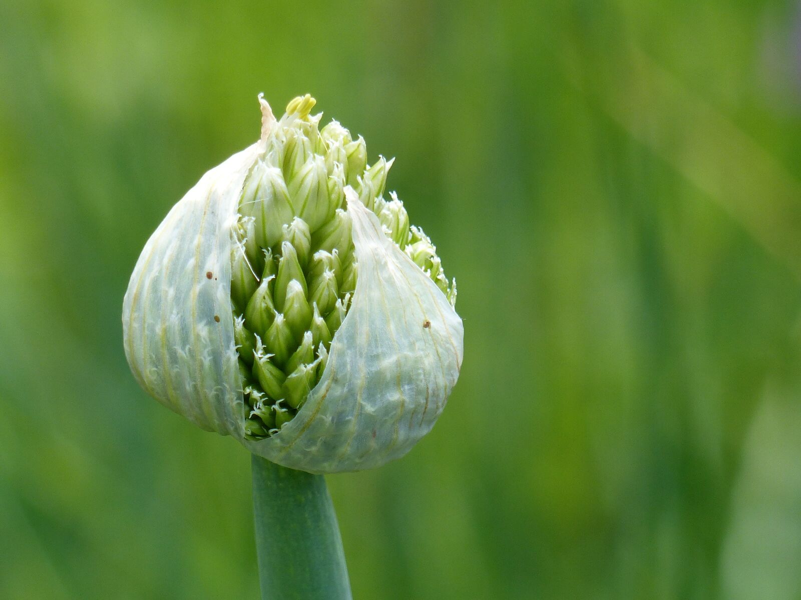Panasonic Lumix DMC-FZ200 sample photo. Allium fistulosum, vegetable, garden photography