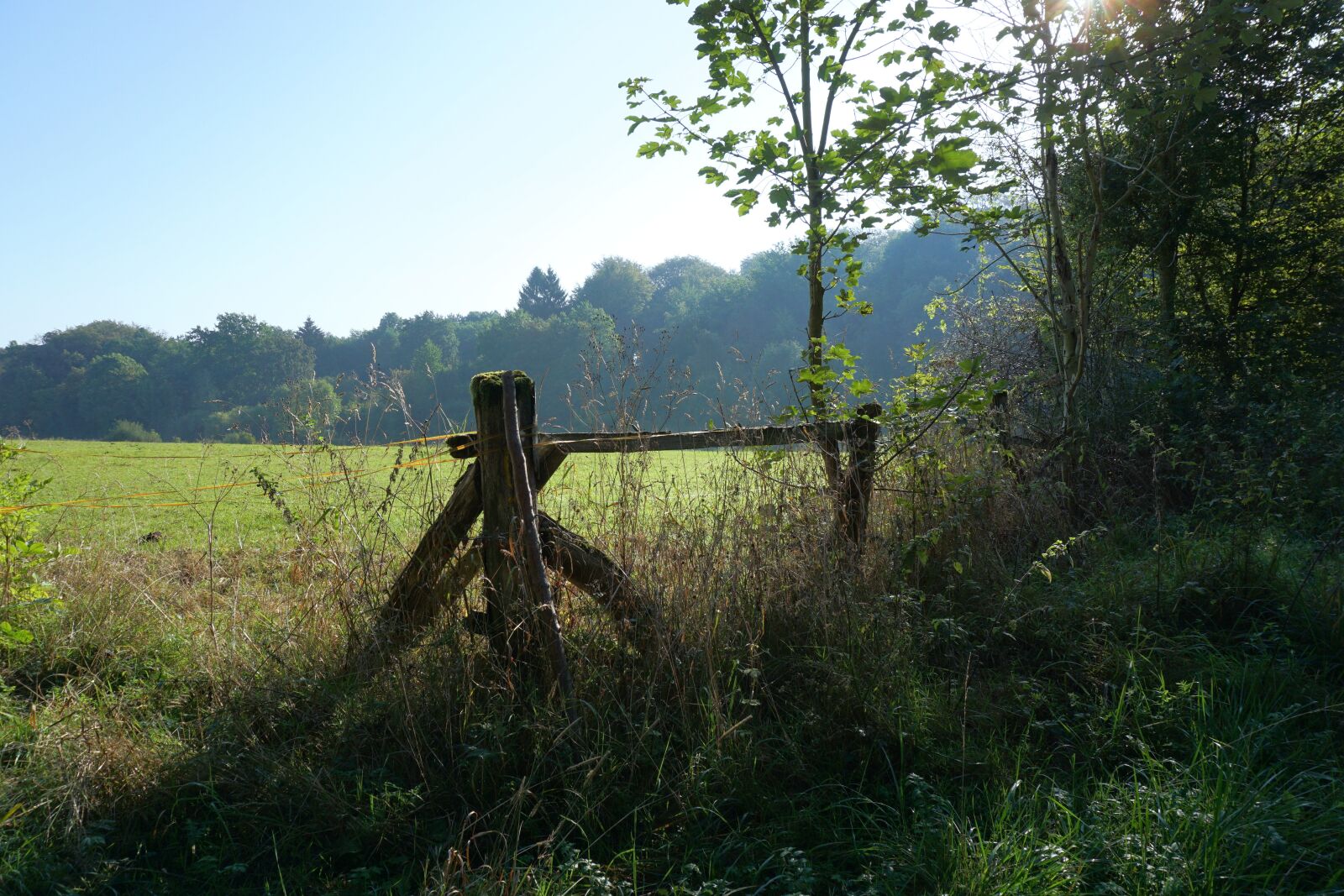 Sony a6000 sample photo. Fence, meadow, forest photography