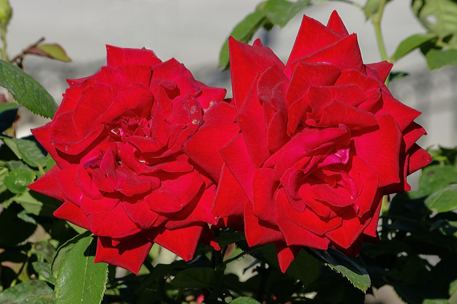 Samsung GX-20 sample photo. Roses, flowers, red photography