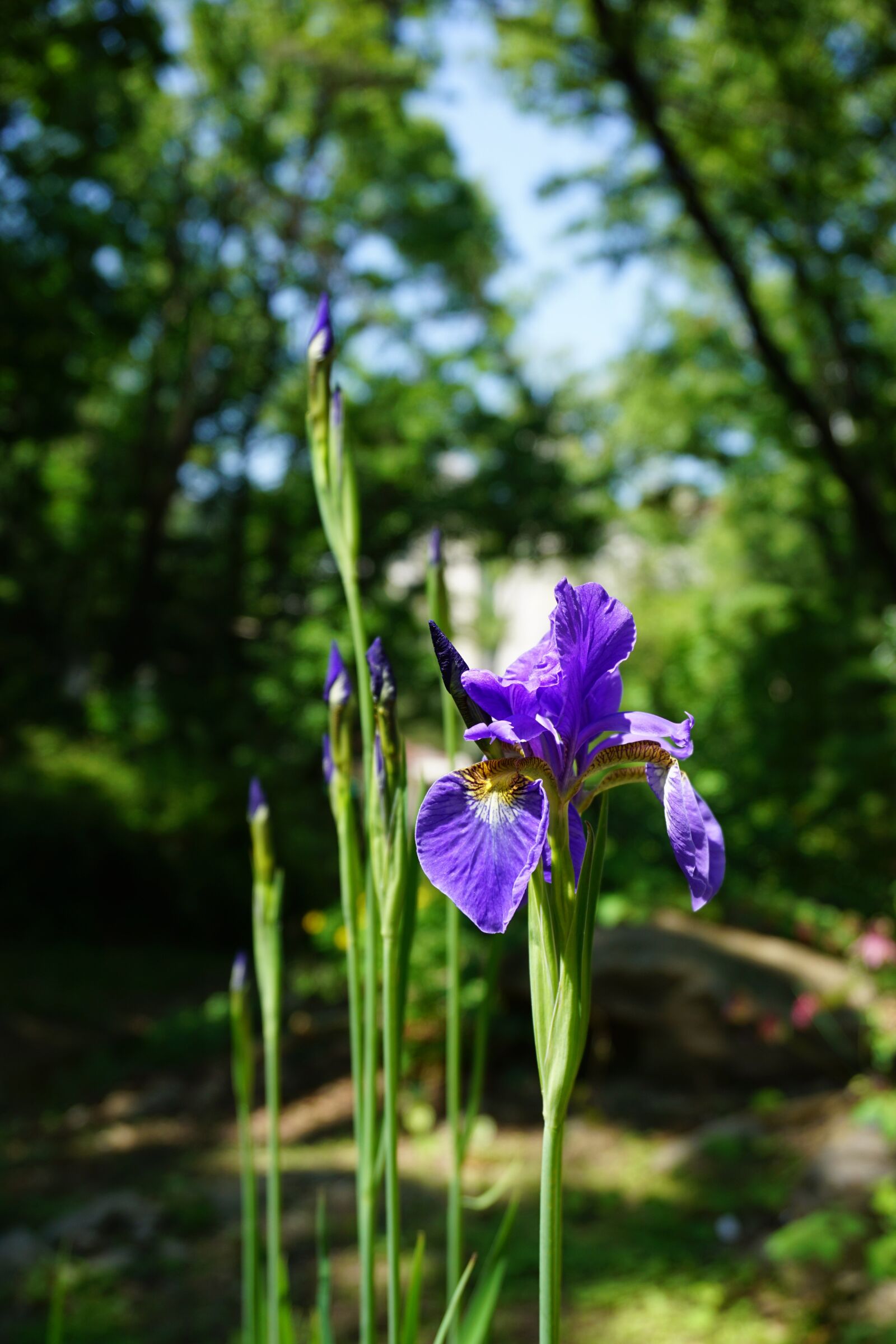 Sony a6000 sample photo. Iris, see flowers, i photography