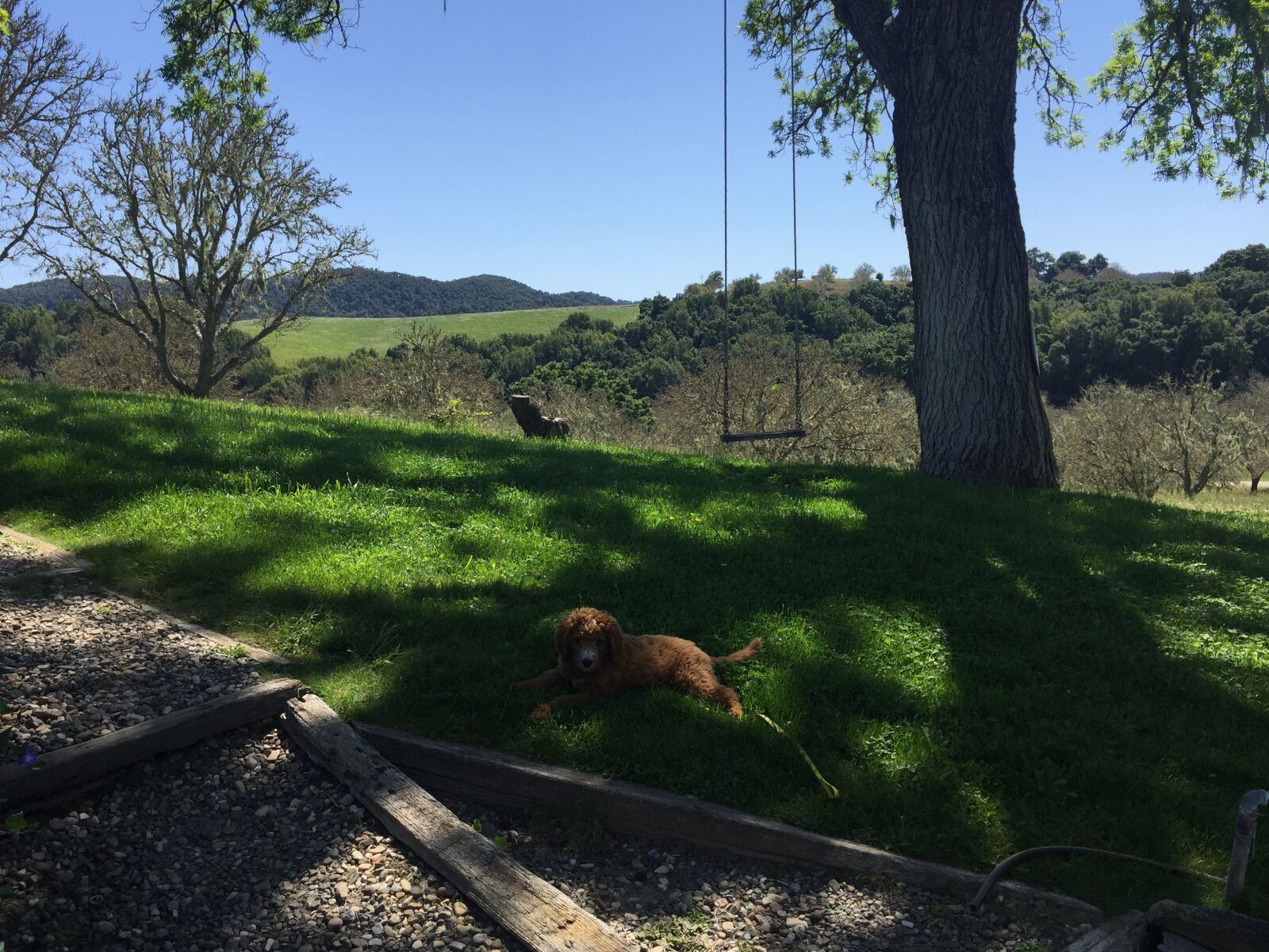 iPhone 6 Plus back camera 4.15mm f/2.2 sample photo. California, dog, dover, canyon photography