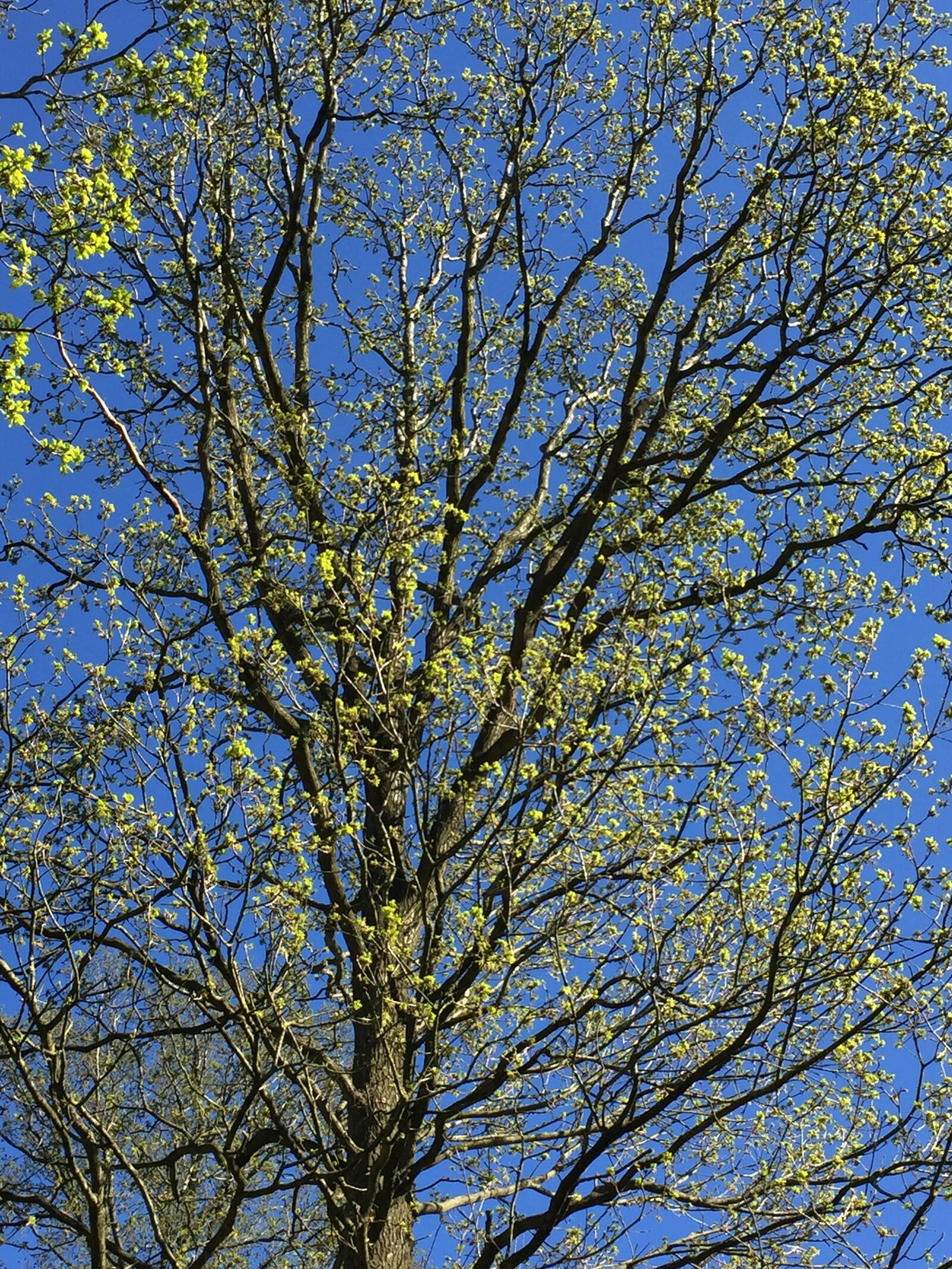 iPhone 6 back camera 4.15mm f/2.2 sample photo. Spring, wood, udsprungen photography