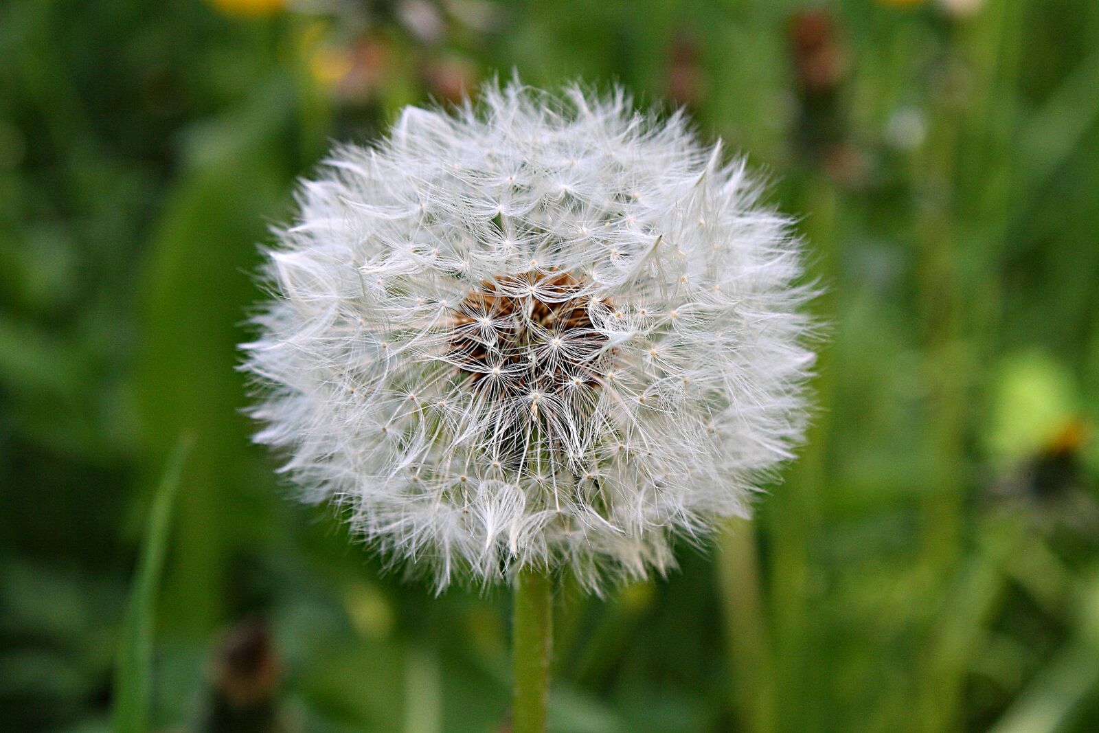 Canon EOS 1000D (EOS Digital Rebel XS / EOS Kiss F) sample photo. Dandelion, nature, flower photography