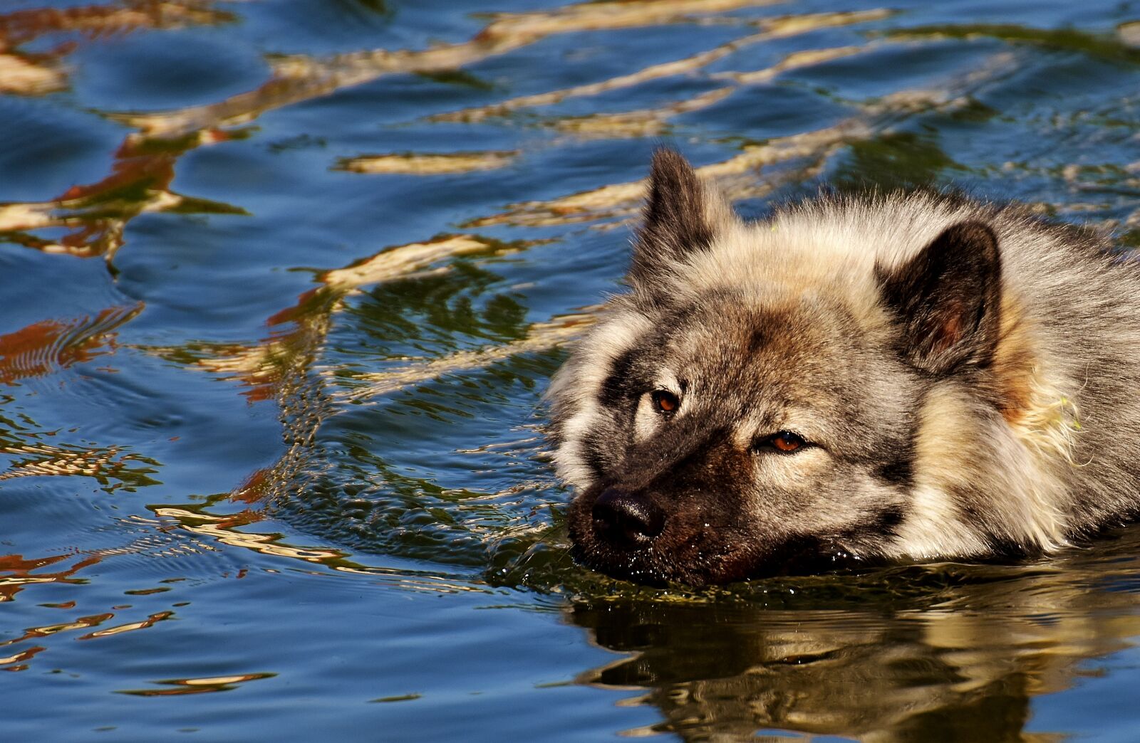 Nikon D7200 sample photo. Eurasians, swim, dog photography