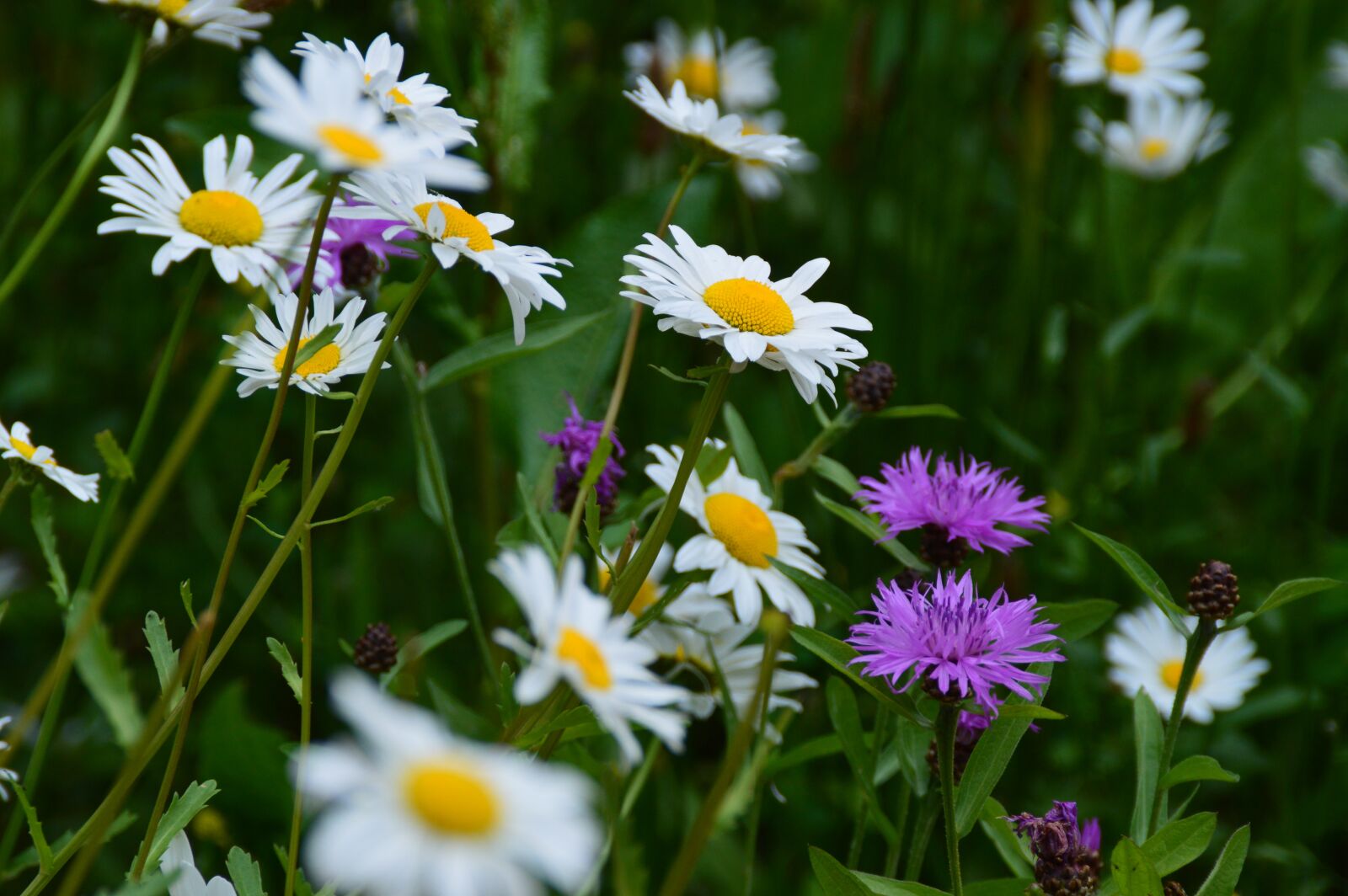 Nikon D3200 sample photo. Flower meadow, flowers, nature photography